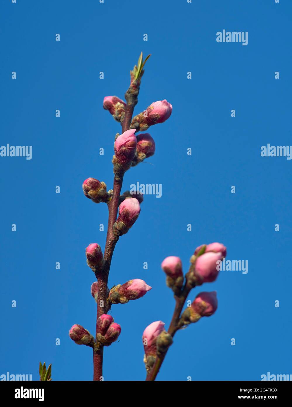 développement des bourgeons de la pêche de fleur rose au printemps Banque D'Images
