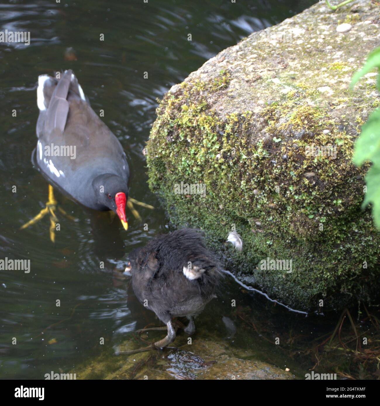 Mère Moorhen nourrissant sa poussin sur le côté de l'étang du village Banque D'Images