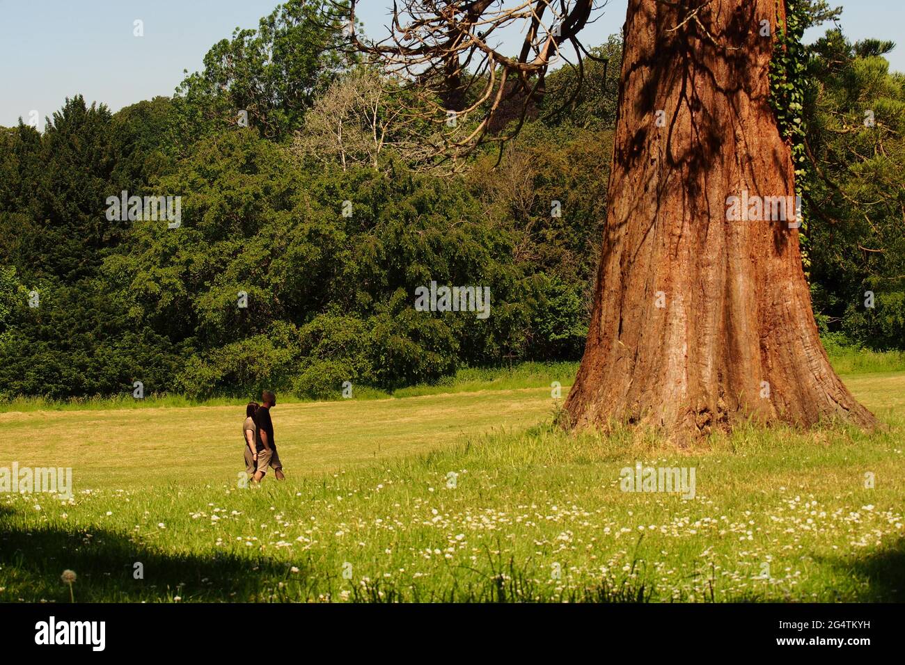 Une vue d'un jeune homme et d'une femme qui marchent à la base d'un séquoias géant sur l'herbe couverte de fleurs sauvages d'été par une journée ensoleillée Banque D'Images