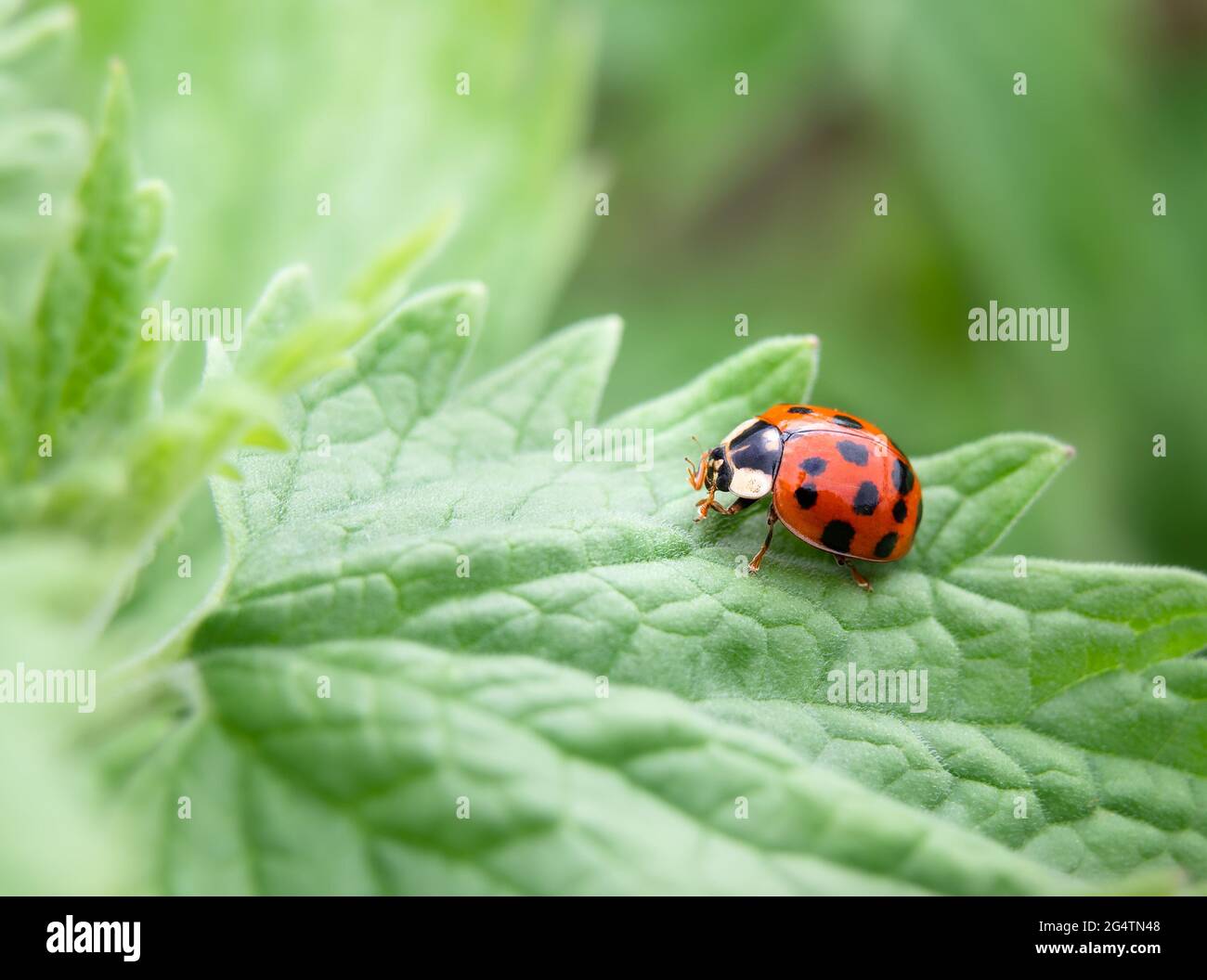 Coccinelle sur un congé de menthe, gros plan. Belle vue latérale d'un coccinelle adulte, d'un coléoptère de dame, d'une horloge de dame et d'une mouche de dame. Les coccinelles se nourrissent des pucerons et sont Banque D'Images