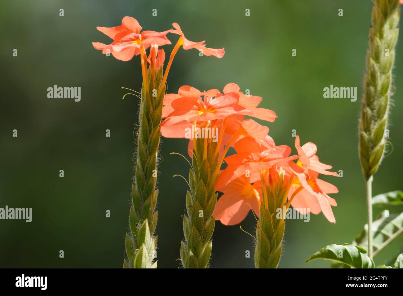 Fleur de mérecraque d'orange Crossandra infundibuliformis que l'on trouve dans le sud de l'Inde et dans le Srilanka. Belle couleur pêche orange fleurs indiennes Banque D'Images