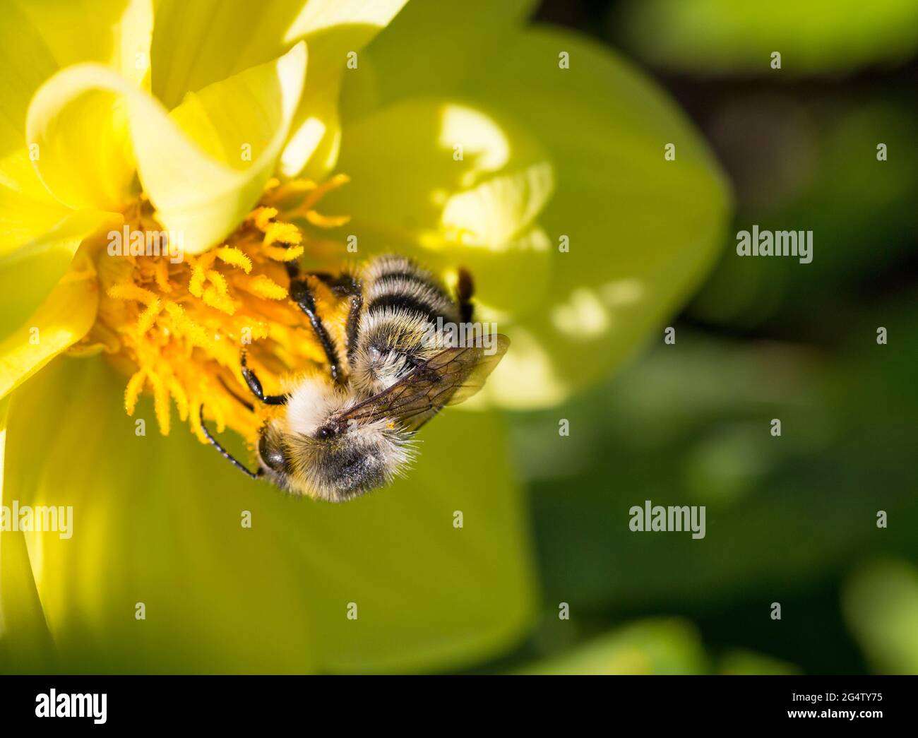 Bumblebee sur Cosmos Flower. Banque D'Images