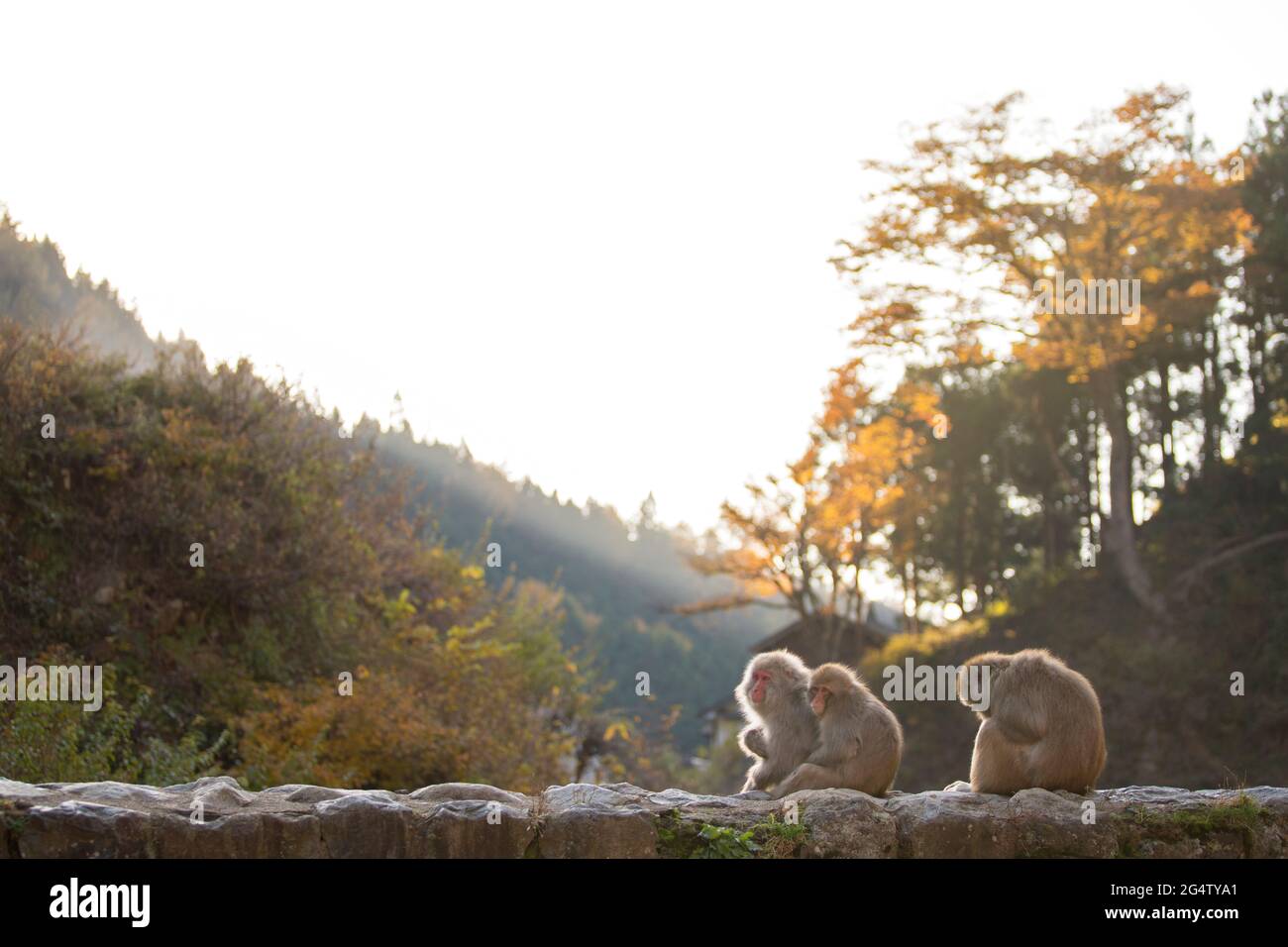 Un groupe de singes assis sur un mur au coucher du soleil à Yamanouchi, préfecture de Nagano, Japon Banque D'Images