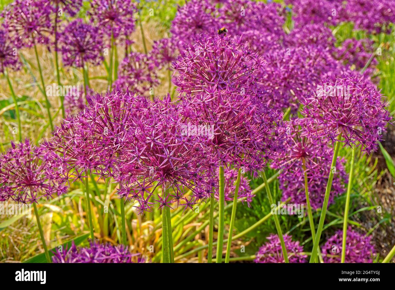 Fleurs d’Allium. Banque D'Images