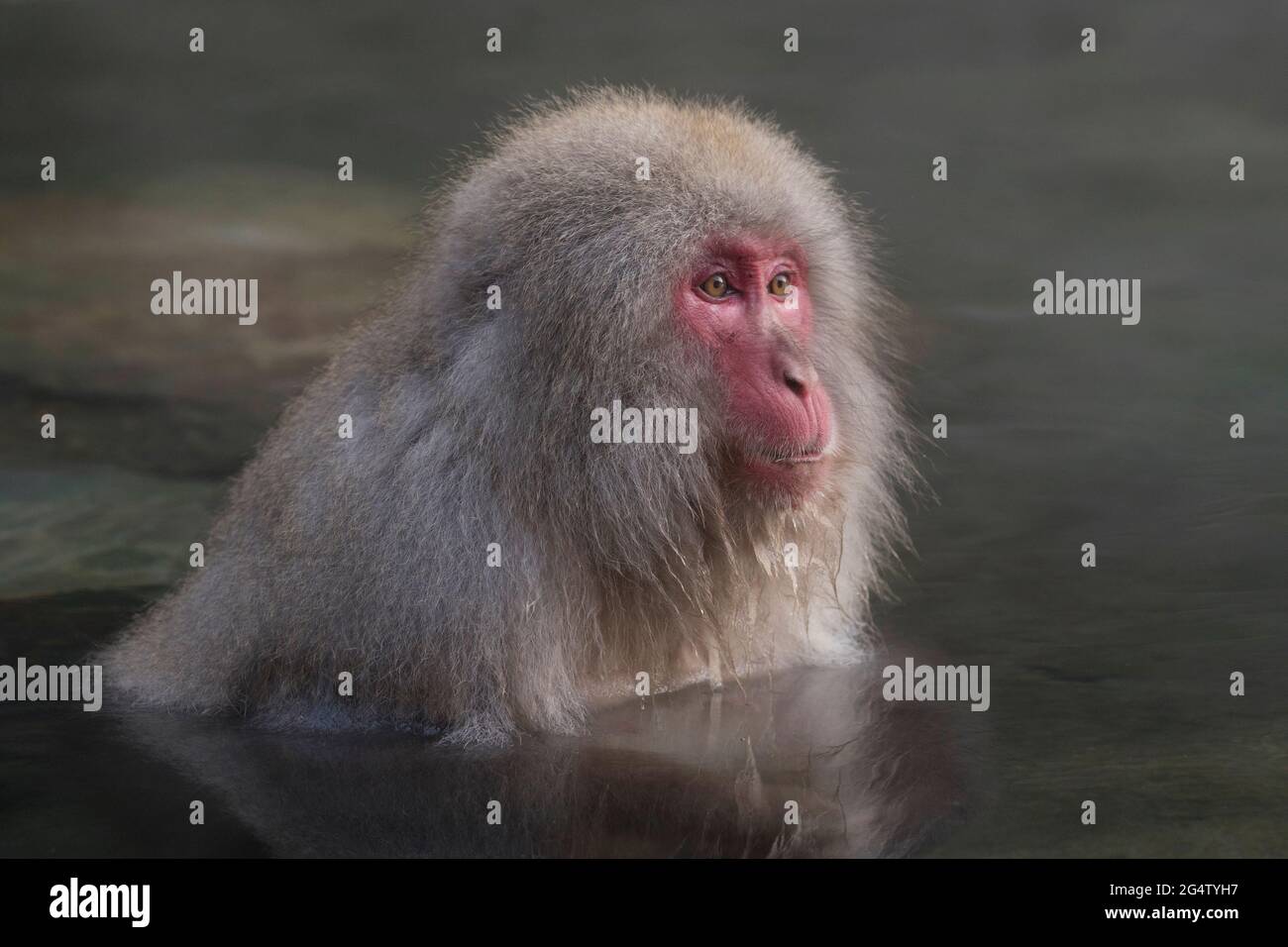 Singe-neige dans la source chaude au Parc des singes Jigokudani à Yamanouchi, préfecture de Nagano, Japon Banque D'Images