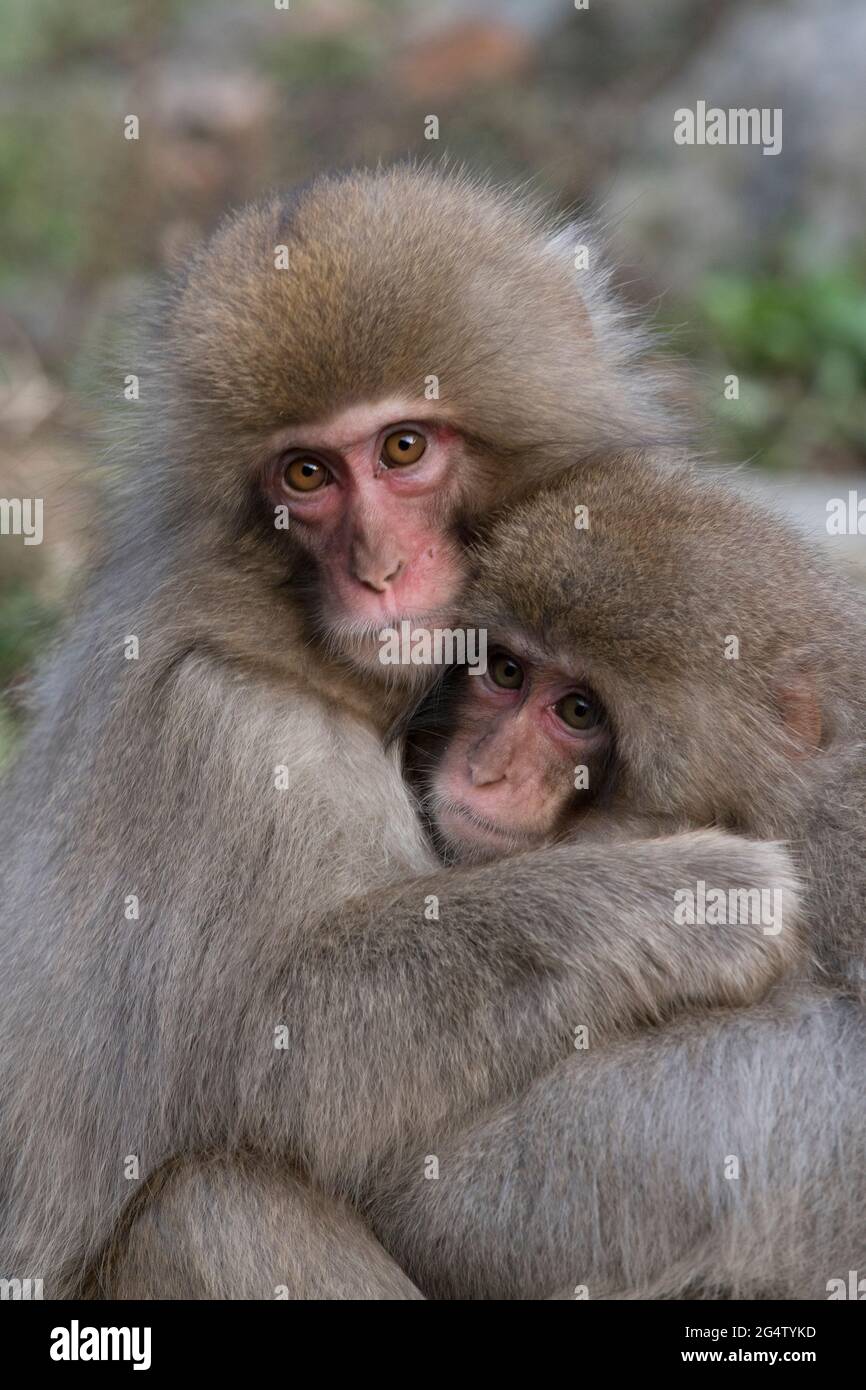 Singes enneigés qui embrasent le parc des singes de Jigokudani à Yamanouchi, préfecture de Nagano, Japon Banque D'Images