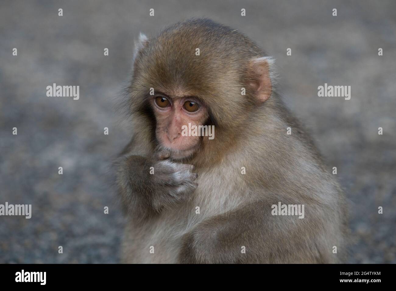 Singes à neige au parc des singes de Jigokudani à Yamanouchi, préfecture de Nagano, Japon Banque D'Images