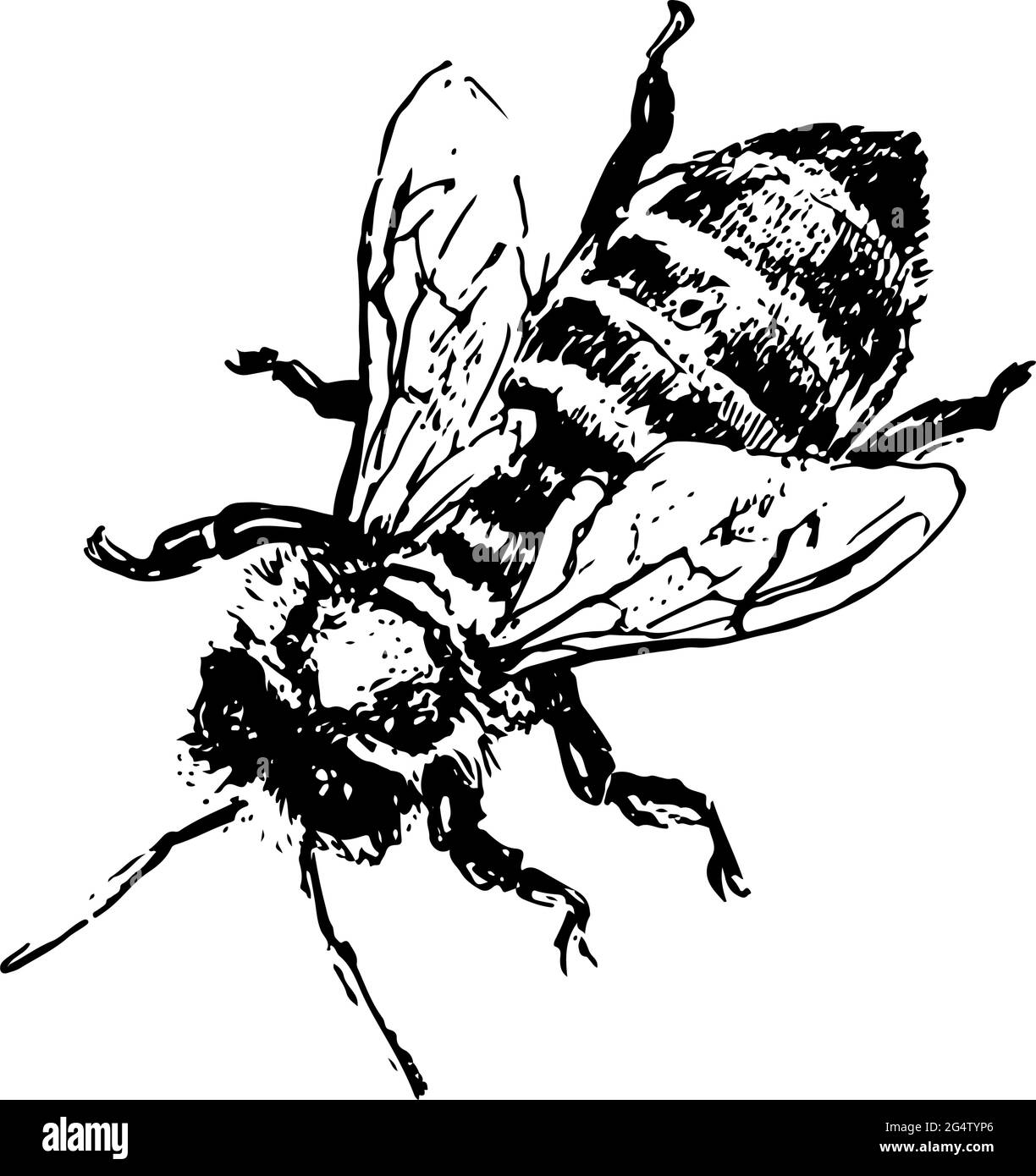 abeille dessinée à la main vecteur noir miel Illustration de Vecteur