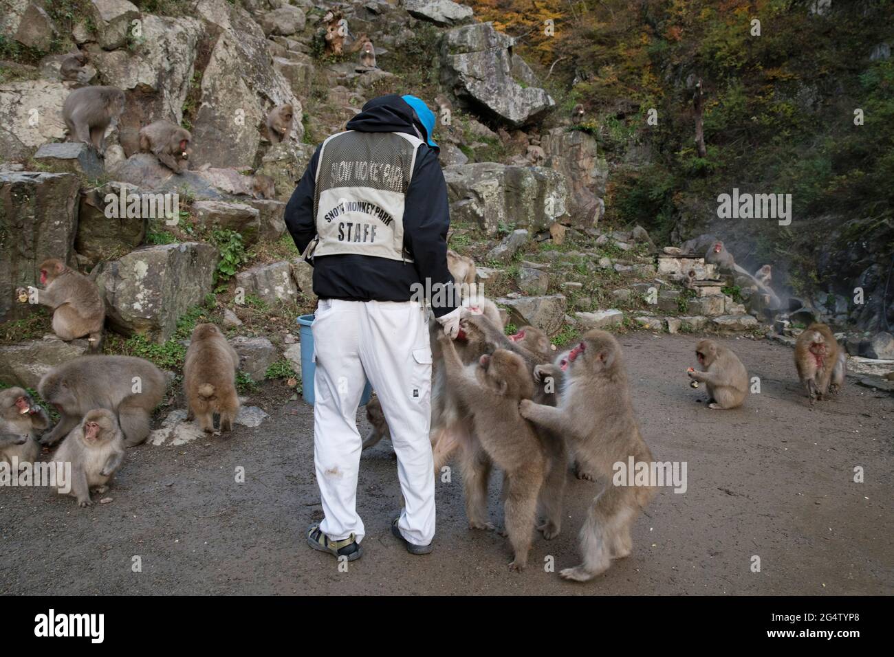 les-singes-des-neiges-sont-nourris-avec-des-pommes-au-parc-des-singes