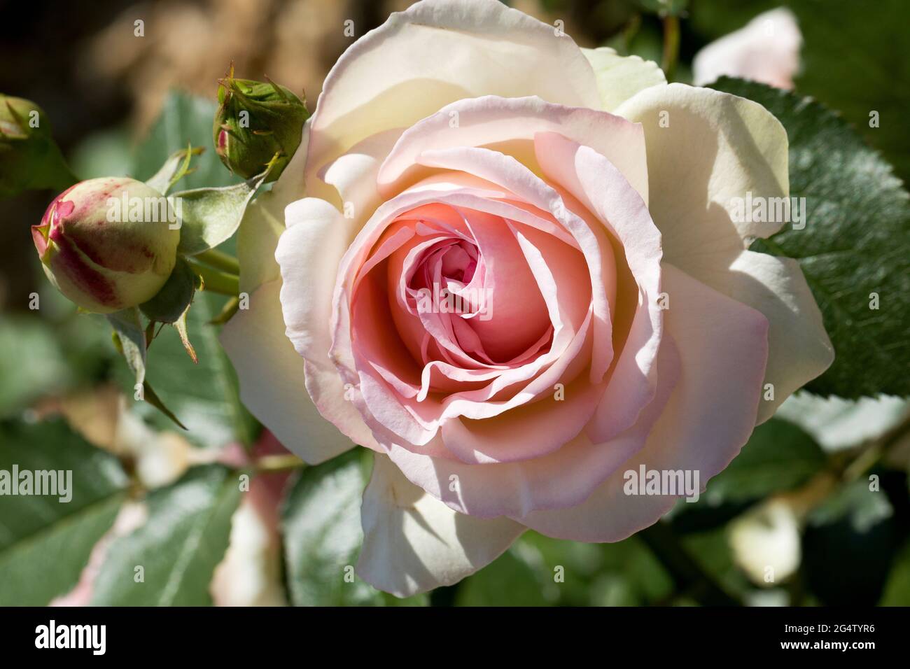 Grandes roses roses roses rose corail, parfumées, somptueuses, avec un bourgeon contre un arbuste à feuilles sombres au printemps. Fleurs roses sur le rosier dans le jardin i Banque D'Images