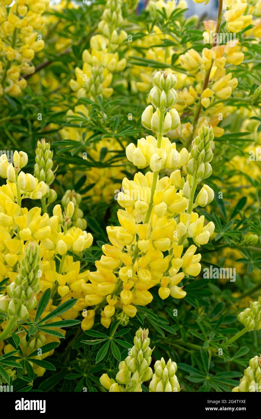 Arbre jaune Lupin, Lupinus arboreus fleurs. Banque D'Images