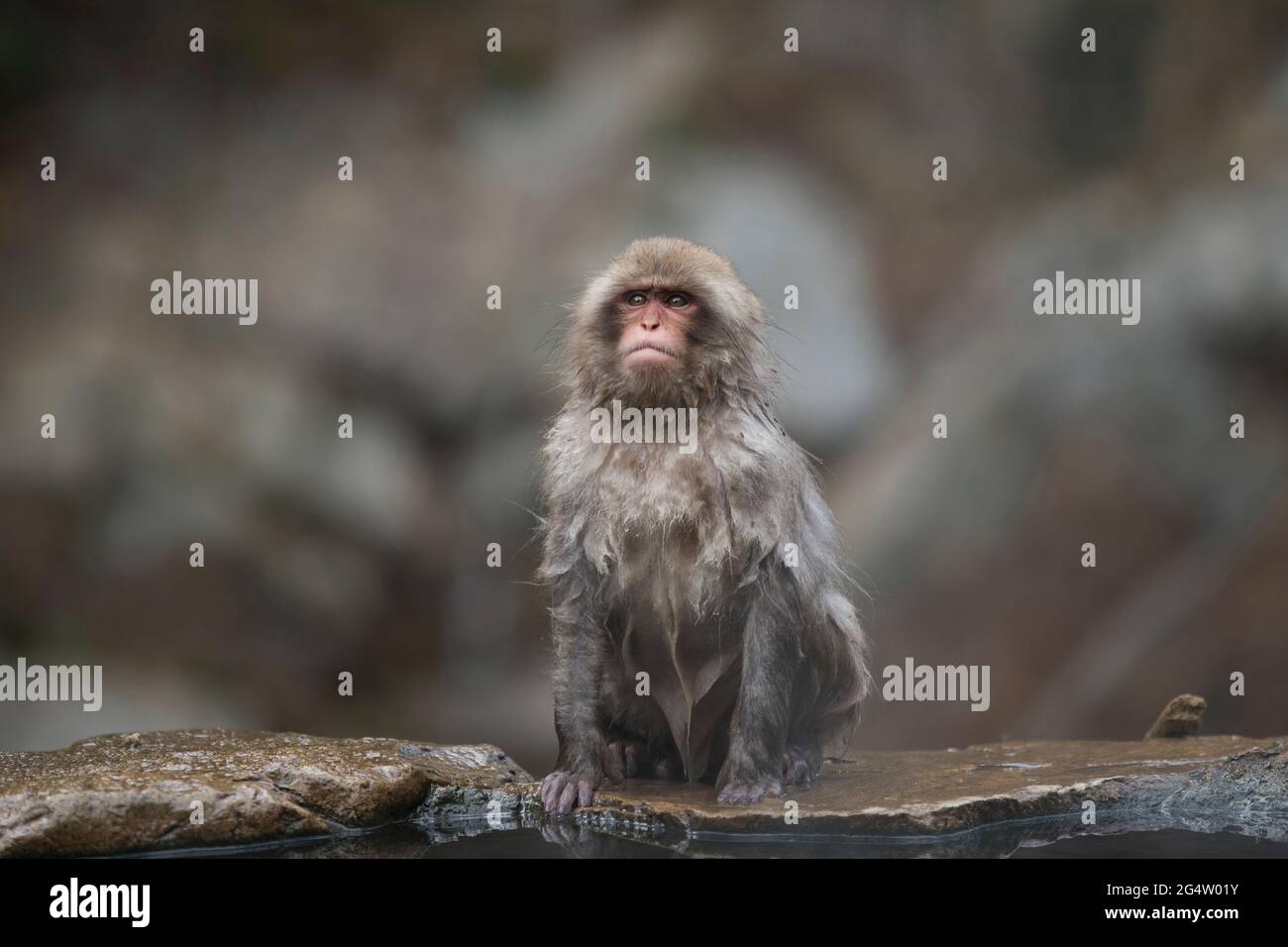 Singe-neige au parc des singes Jigokudani à Yamanouchi, préfecture de Nagano, Japon Banque D'Images
