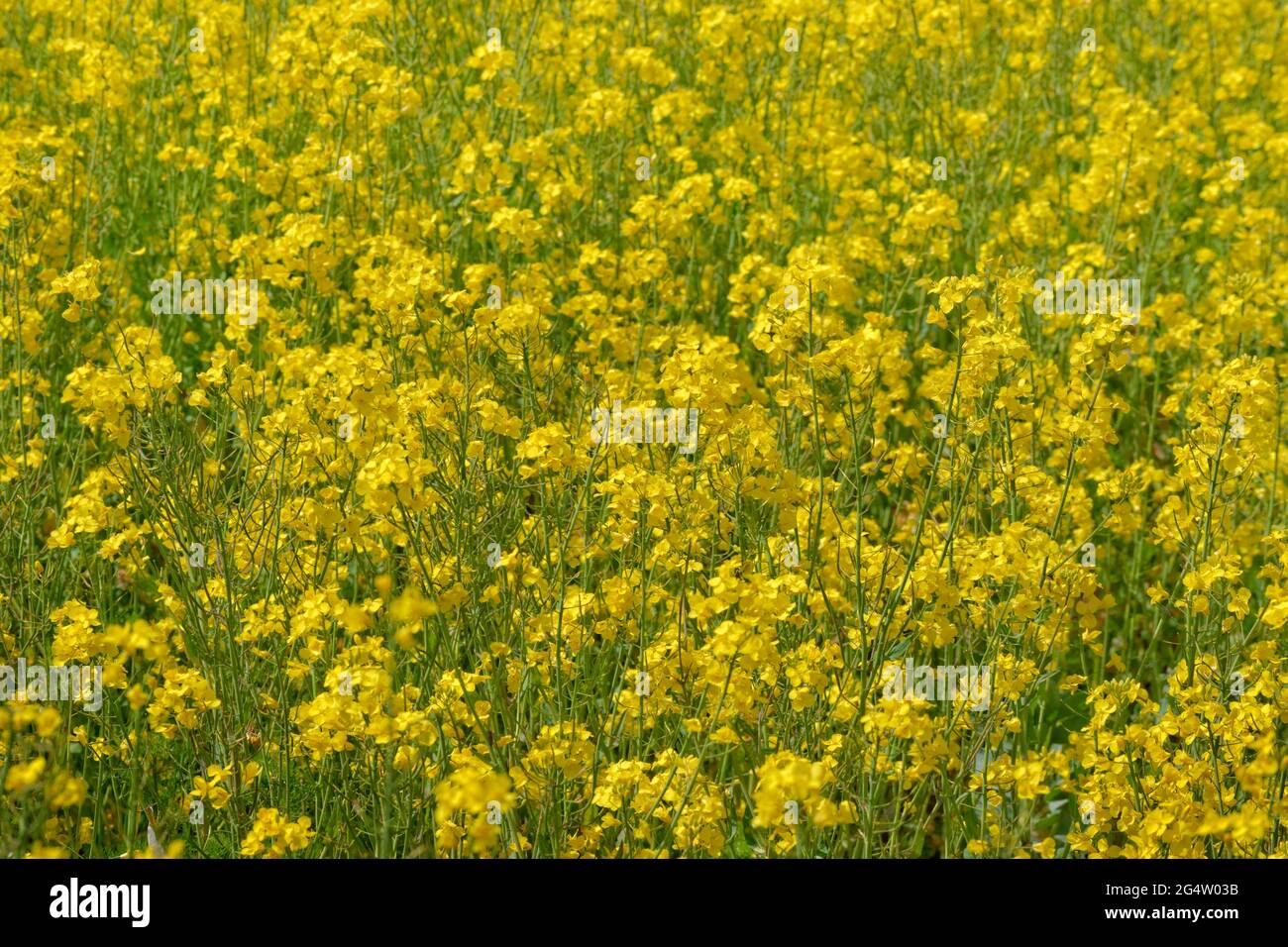 Fleurs de colza d'élevage avant la récolte. Banque D'Images Fleurs de colza d'élevage avant la récolte. Banque D'Images