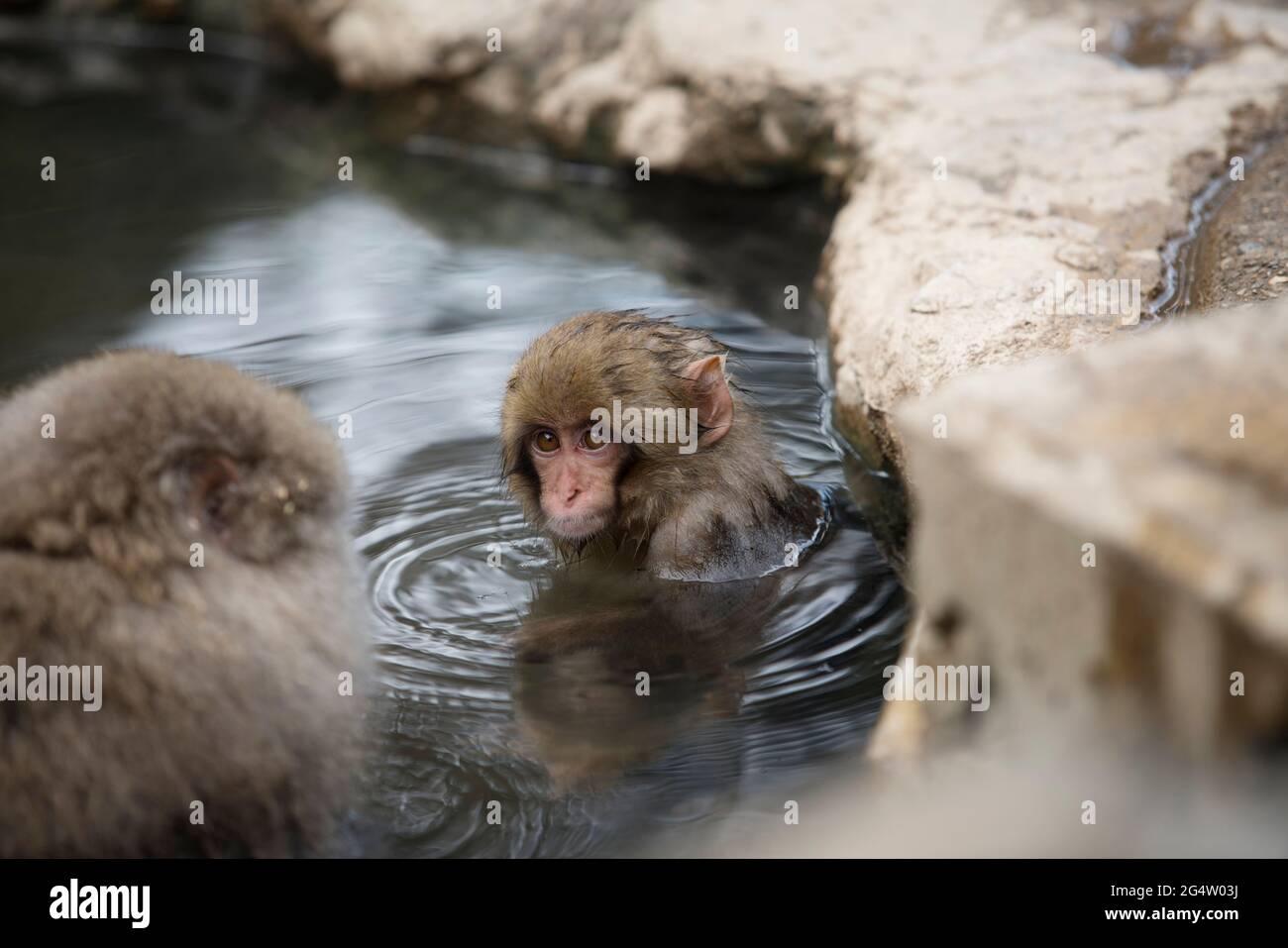 Un jeune singe dans l'eau au Parc des singes de Jigokudani à Yamanouchi, préfecture de Nagano, Japon Banque D'Images