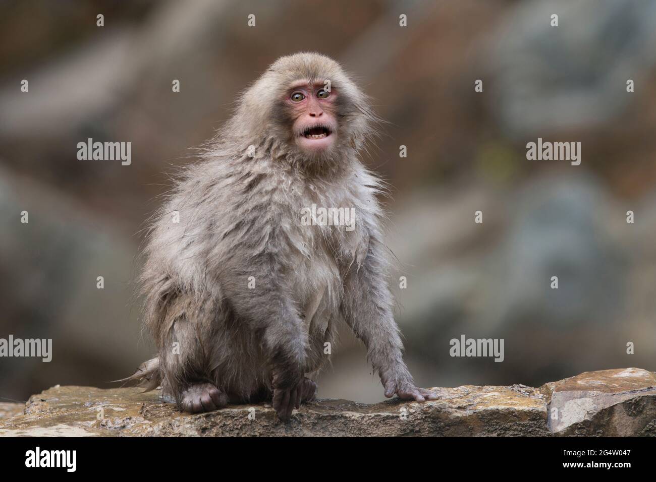 Singes à neige au parc des singes de Jigokudani à Yamanouchi, préfecture de Nagano, Japon Banque D'Images