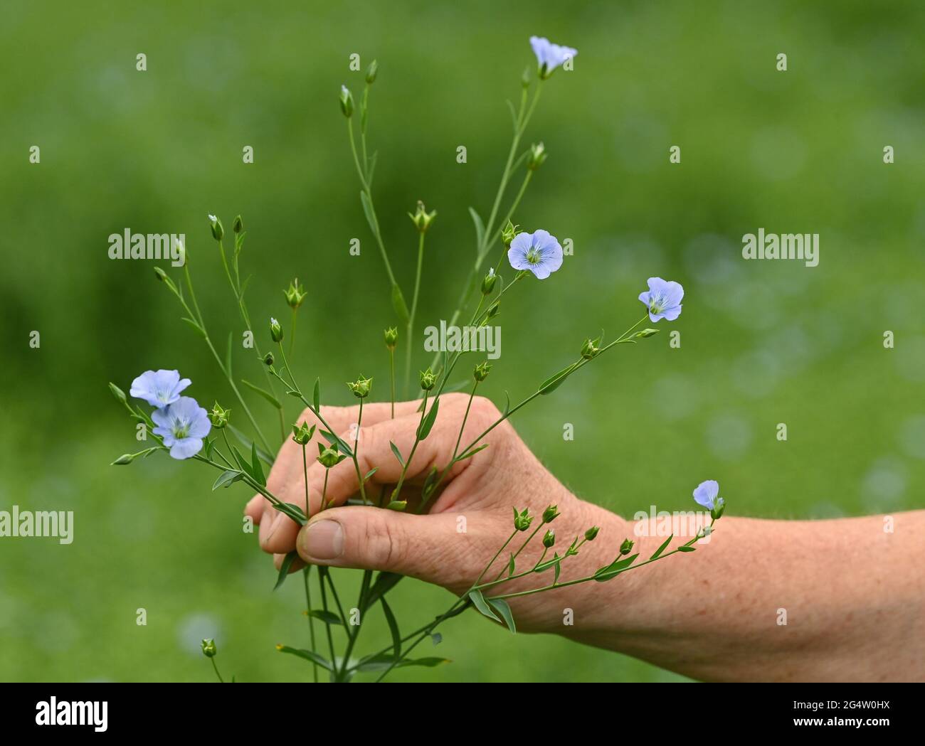 22 juin 2021, Brandebourg, Dürrenhofe : une main tient une plante de lin aux fleurs et aux fructifications. Le lin, dont les meuniers pressent l'huile de lin «Spreewald Leinöl», cultive sur environ 160 hectares de terres arables dans la région de Spreewald. En raison du temps chaud, les cultures de lin commencent actuellement à fleurir. La graine de lin est une culture traditionnelle du Spreewald. La production d'huile de lin est enracinée dans la région depuis des générations. Photo: Patrick Pleul/dpa-Zentralbild/ZB Banque D'Images