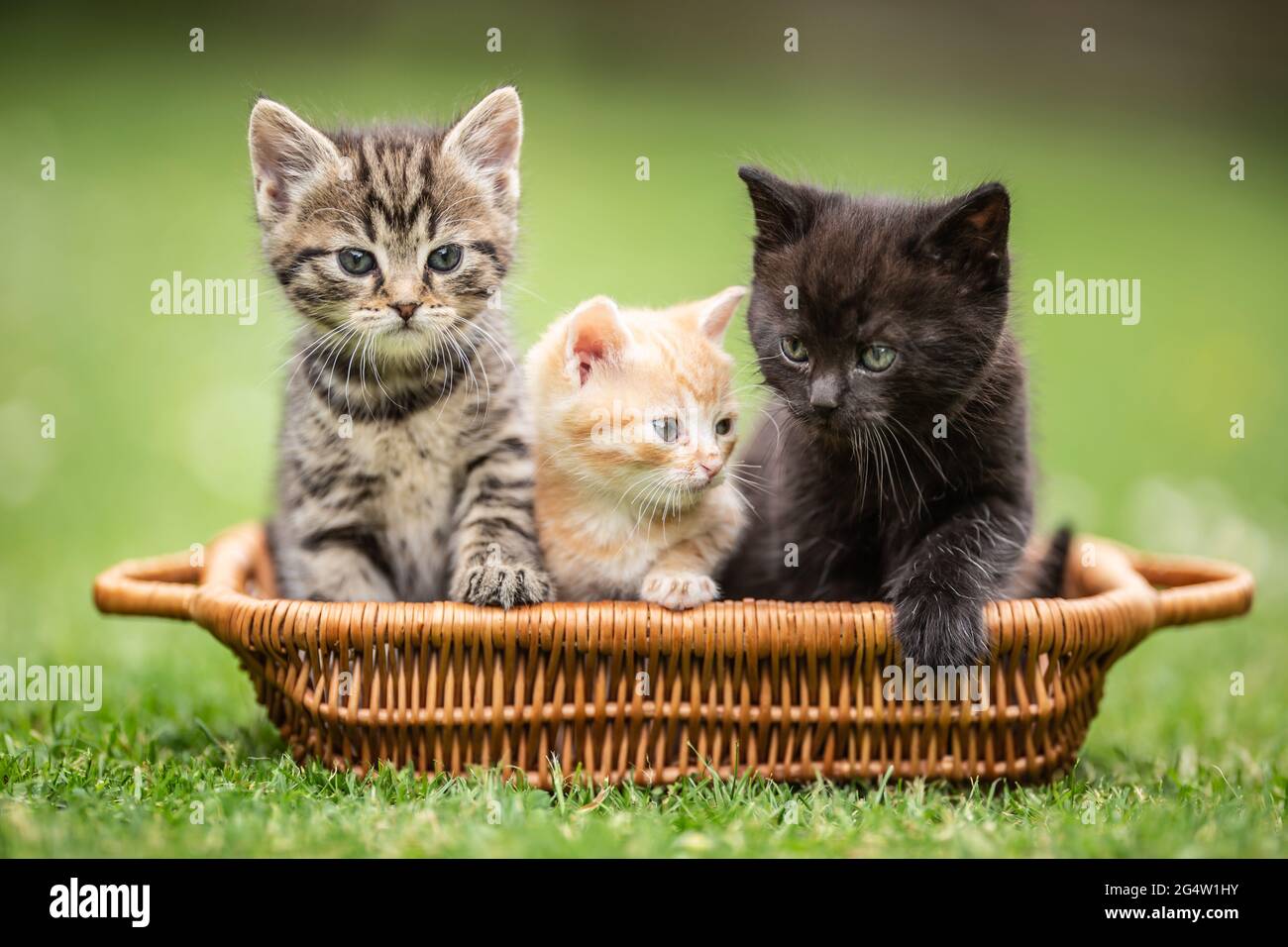 Trois petits chatons colorés sont curieusement assis dans le panier brun dans le jardin. Banque D'Images