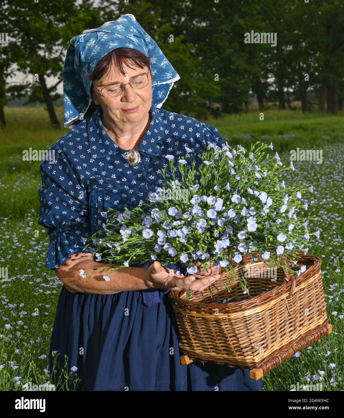 22 juin 2021, Brandebourg, Dürrenhofe: Gisela Christl (Spreewald Christl) se dresse en costume sorabe-Wendish sur la touche d'une conférence de presse sur la fleur de lin dans un domaine de la coopérative agricole Unterspreewald, par exemple avec du lin d'huile en fleur. Le lin, dont les meuleuses pressent l'huile de lin « Preewald », pousse sur environ 160 hectares de terres arables dans la région du Spreewald. En raison du temps chaud, les cultures de lin commencent actuellement à fleurir. La graine de lin est une culture traditionnelle du Spreewald. La production d'huile de lin est enracinée dans la région depuis des générations. Banque D'Images