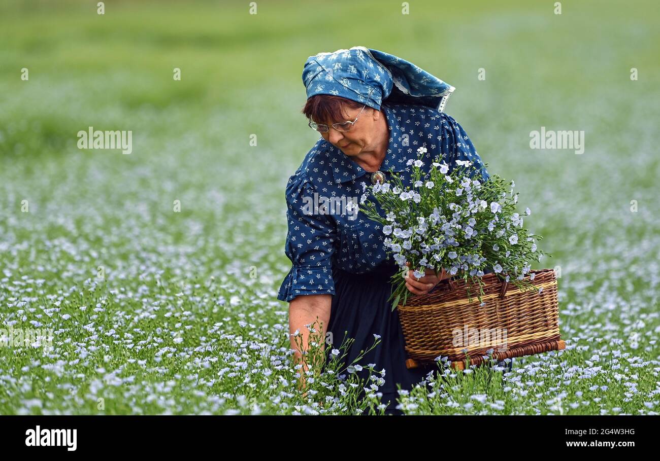 22 juin 2021, Brandebourg, Dürrenhofe: Gisela Christl (Spreewald Christl) se dresse en costume sorabe-Wendish sur la touche d'une conférence de presse sur la fleur de lin dans un domaine de la coopérative agricole Unterspreewald, par exemple avec du lin d'huile en fleur. Le lin, dont les meuleuses pressent l'huile de lin « Preewald », pousse sur environ 160 hectares de terres arables dans la région du Spreewald. En raison du temps chaud, les cultures de lin commencent actuellement à fleurir. La graine de lin est une culture traditionnelle du Spreewald. La production d'huile de lin est enracinée dans la région depuis des générations. Banque D'Images