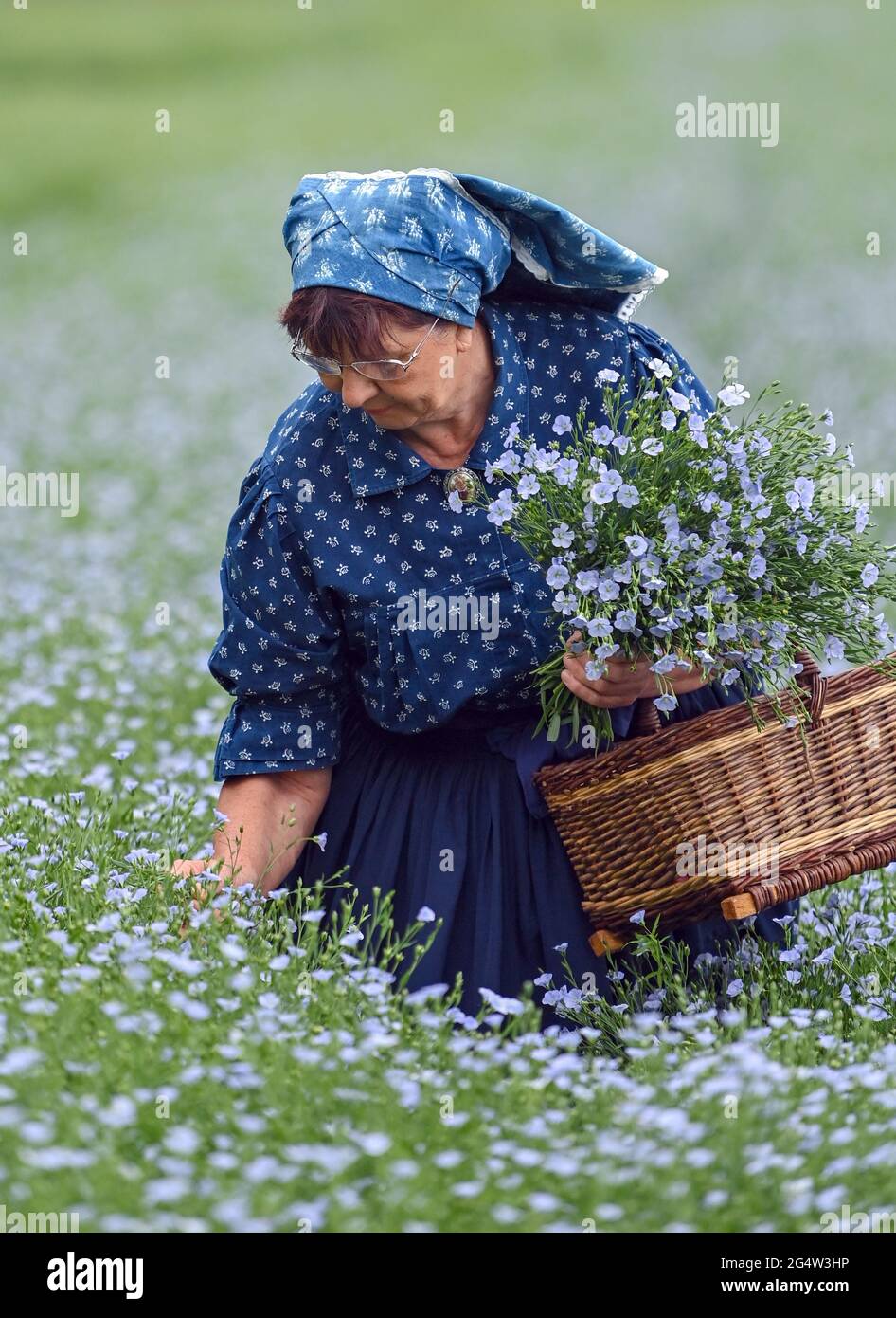 22 juin 2021, Brandebourg, Dürrenhofe: Gisela Christl (Spreewald Christl) se dresse en costume sorabe-Wendish sur la touche d'une conférence de presse sur la fleur de lin dans un domaine de la coopérative agricole Unterspreewald, par exemple avec du lin d'huile en fleur. Le lin, dont les meuleuses pressent l'huile de lin « Preewald », pousse sur environ 160 hectares de terres arables dans la région du Spreewald. En raison du temps chaud, les cultures de lin commencent actuellement à fleurir. La graine de lin est une culture traditionnelle du Spreewald. La production d'huile de lin est enracinée dans la région depuis des générations. Banque D'Images