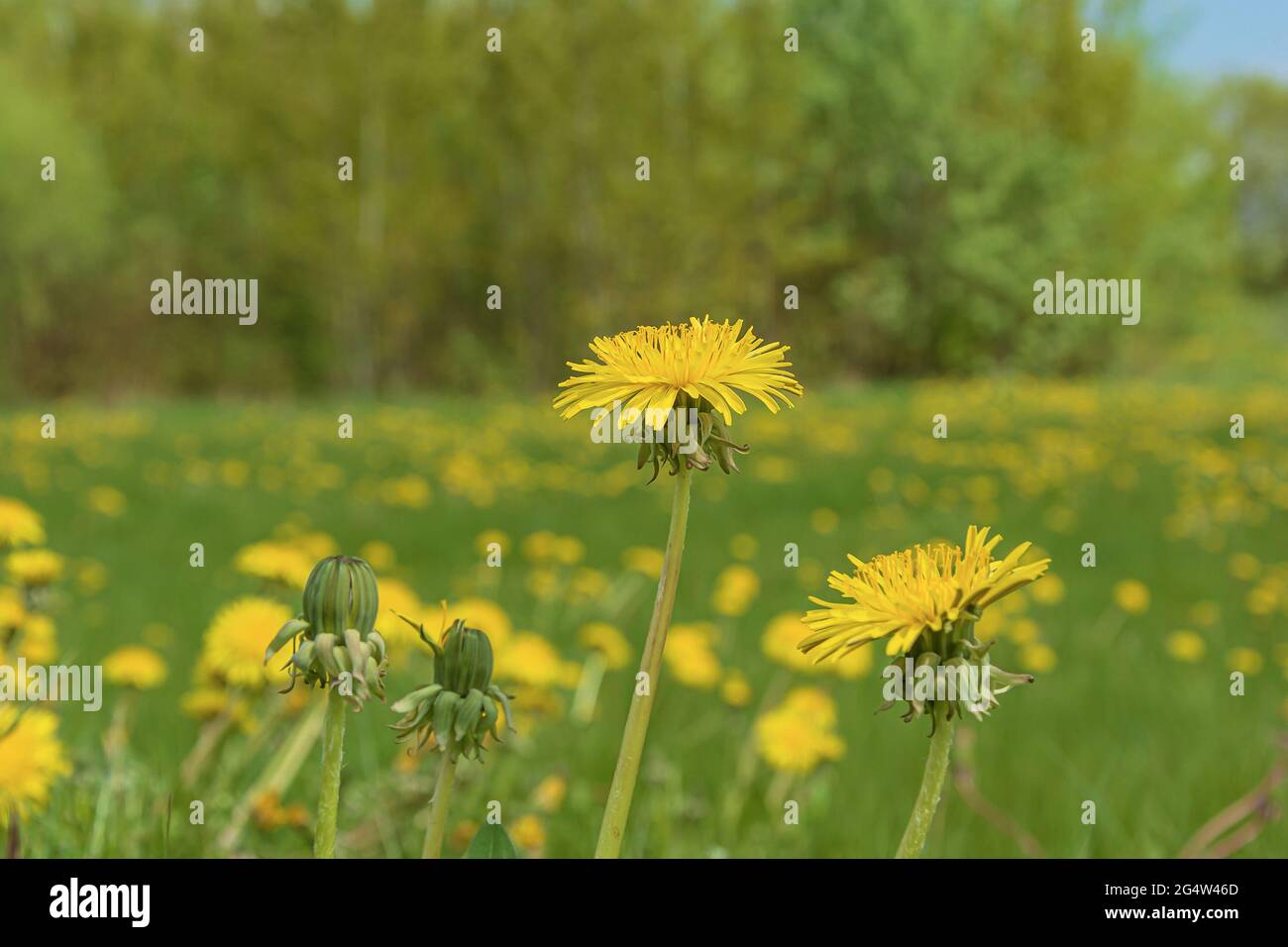 Fleur de pissenlit jaune sur un fond flou avec des éléments bokeh. Photos. Banque D'Images