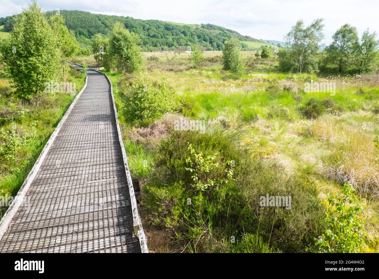 Le CORS Caron est une tourbière surélevée à Ceredigion, au pays de Galles.CORS est le mot gallois pour 'bog': Le site est également connu sous le nom de Tregaron Bog, étant près de la petite ville de Tregaron.Le CORS Caron couvre une superficie d'environ 349 hectares.Le CORS Caron représente l'exemple le plus intact d'un paysage de tourbières en relief au Royaume-Uni.Environ 44 groupes d'espèces différents habitent la région, y compris divers plantes terrestres et aquatiques, poissons, insectes, crustacés, lichen,Champignons, mammifères terrestres et oiseaux. La réserve naturelle nationale de Cors Caron est une vaste zone de terres humides qui remplit la vaste vallée de la rivière Teifi près Banque D'Images