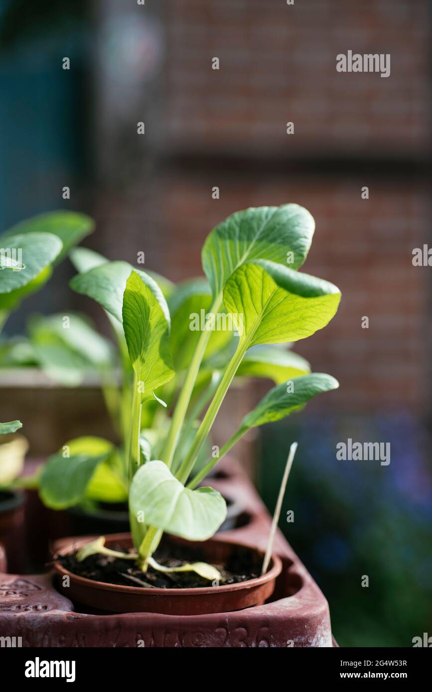 Plantules de Komatsuna (Brassica rapa subsp. Nipposinica) Banque D'Images