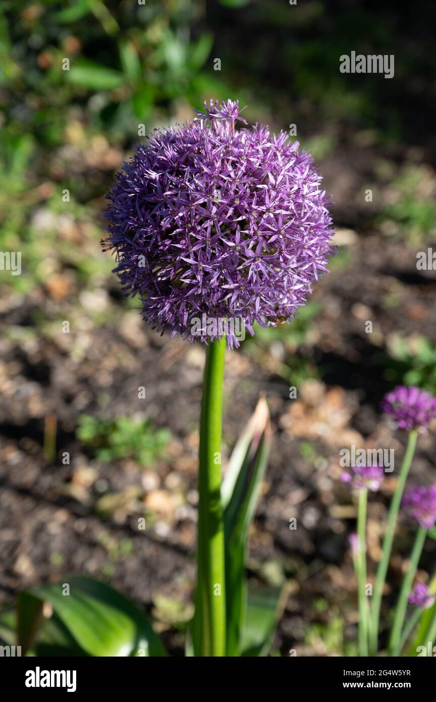 Collection botanique, fleur violette de plantes de jardin ornementales  Alllium, ciboulette Photo Stock - Alamy