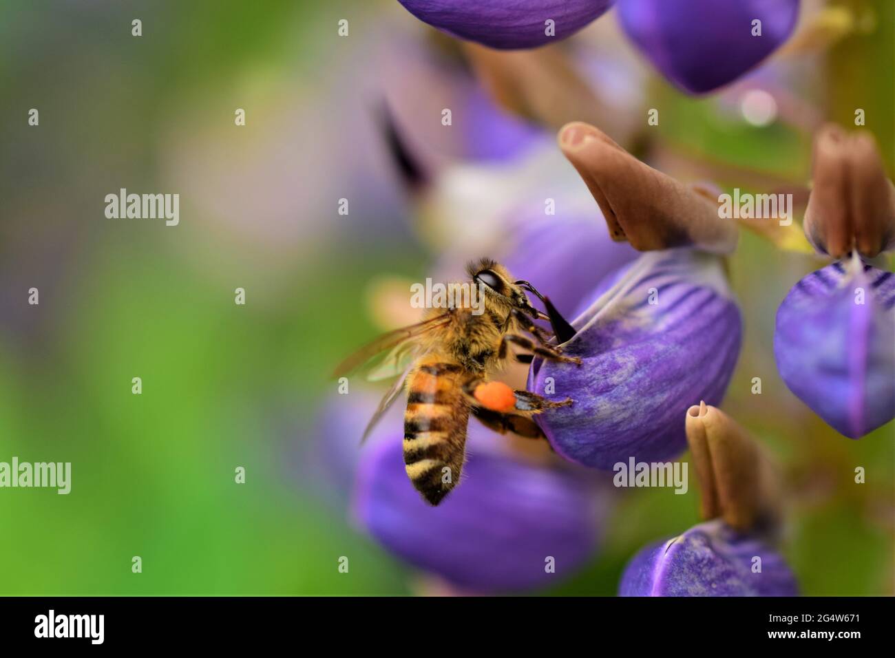 Gros plan d'une abeille sur une fleur de lupin pourpre Banque D'Images