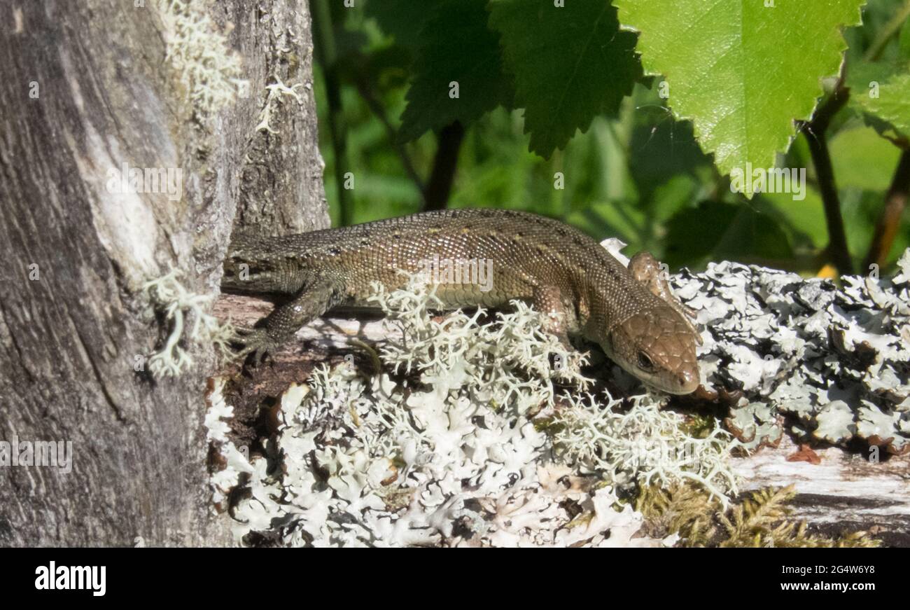 Le CORS Caron est une tourbière surélevée à Ceredigion, au pays de Galles.CORS est le mot gallois pour 'bog': Le site est également connu sous le nom de Tregaron Bog, étant près de la petite ville de Tregaron.Le CORS Caron couvre une superficie d'environ 349 hectares.Le CORS Caron représente l'exemple le plus intact d'un paysage de tourbières en relief au Royaume-Uni.Environ 44 groupes d'espèces différents habitent la région, y compris divers plantes terrestres et aquatiques, poissons, insectes, crustacés, lichen,Champignons, mammifères terrestres et oiseaux. La réserve naturelle nationale de Cors Caron est une vaste zone de terres humides qui remplit la vaste vallée de la rivière Teifi près Banque D'Images