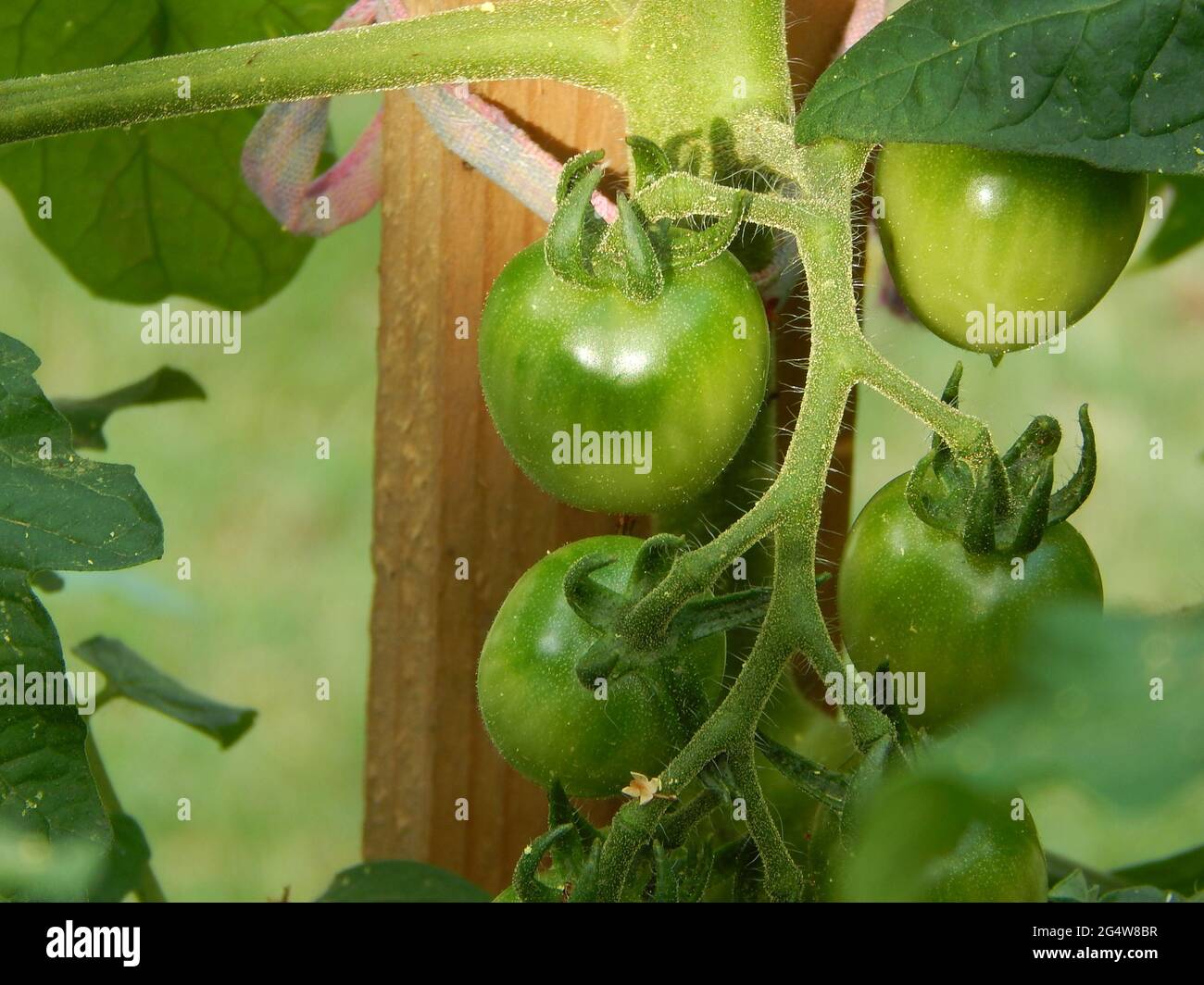Mûrissement de la plante de tomate verte dans le jardin Banque D'Images