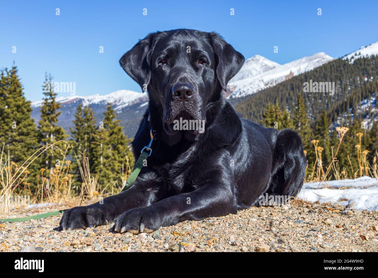 Le chien Labrador retriever, calme et noir, repose sur la terre avec la forêt nationale Arapaho derrière lui et les montagnes Rocheuses enneigées au loin. Banque D'Images