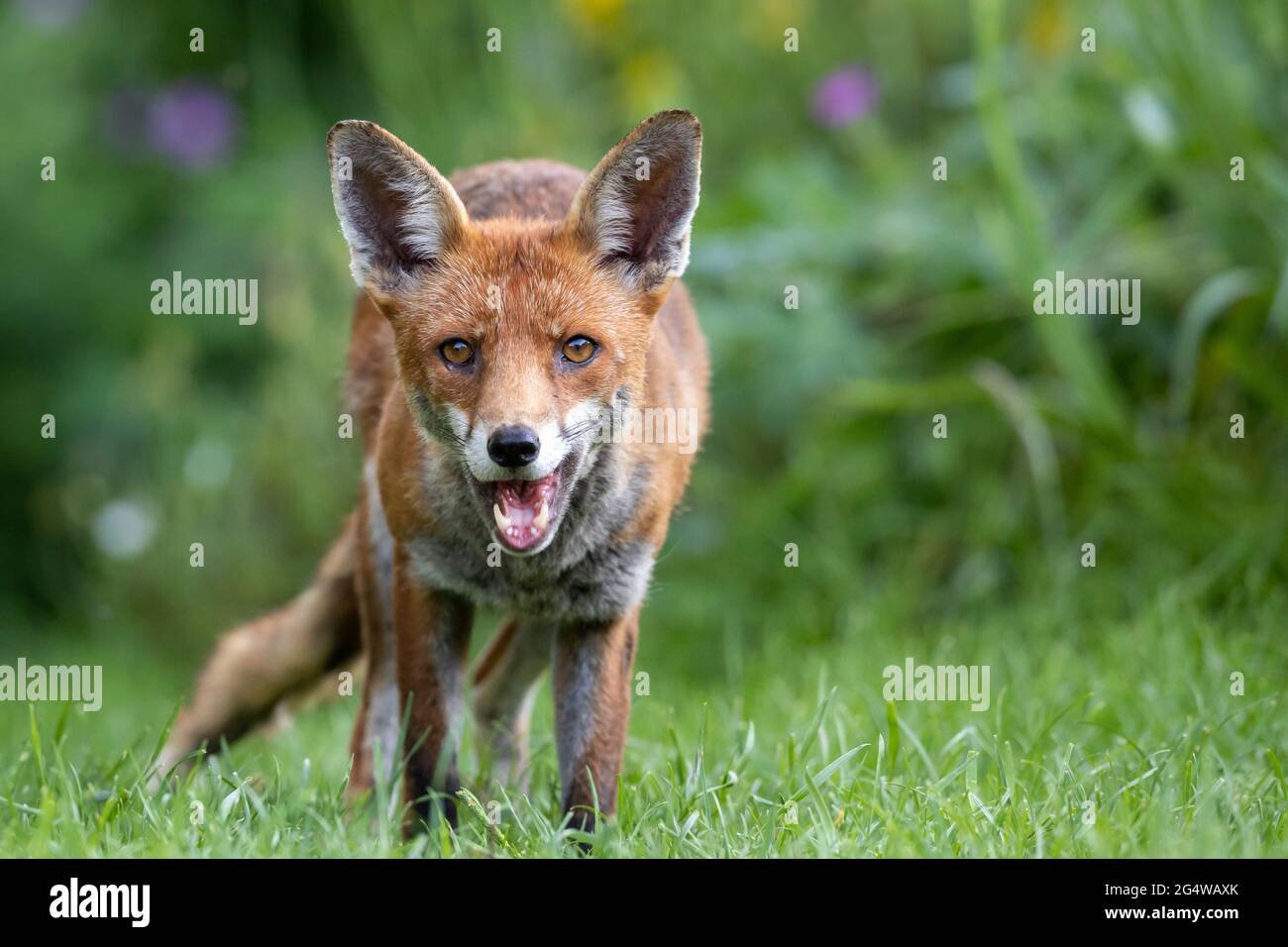 Un vixen de renard rouge (Vulpes vulpes) fait une visite dans un jardin ce soir après une chaude journée ensoleillée dans le Sussex. Banque D'Images