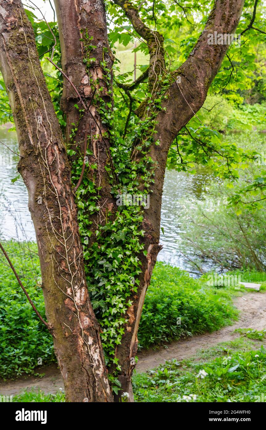 Ivy (Hedera) grandit sur un tronc d'arbre dans un parc Woodland Banque D'Images