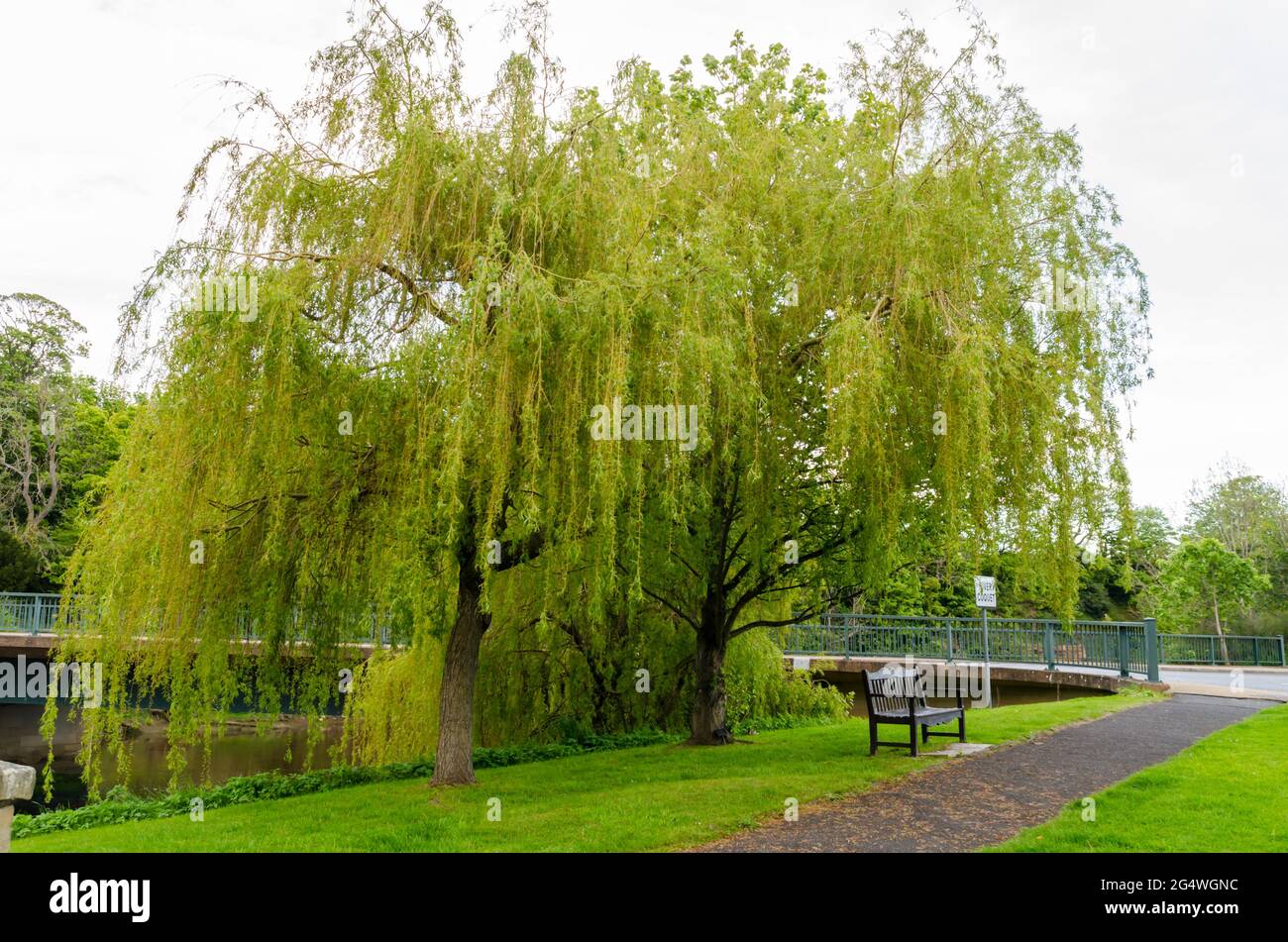 Un saule pleureux (Salix Babylonica) sur la rive du Coquet de la rivière à Warkworth, Northumberland Banque D'Images