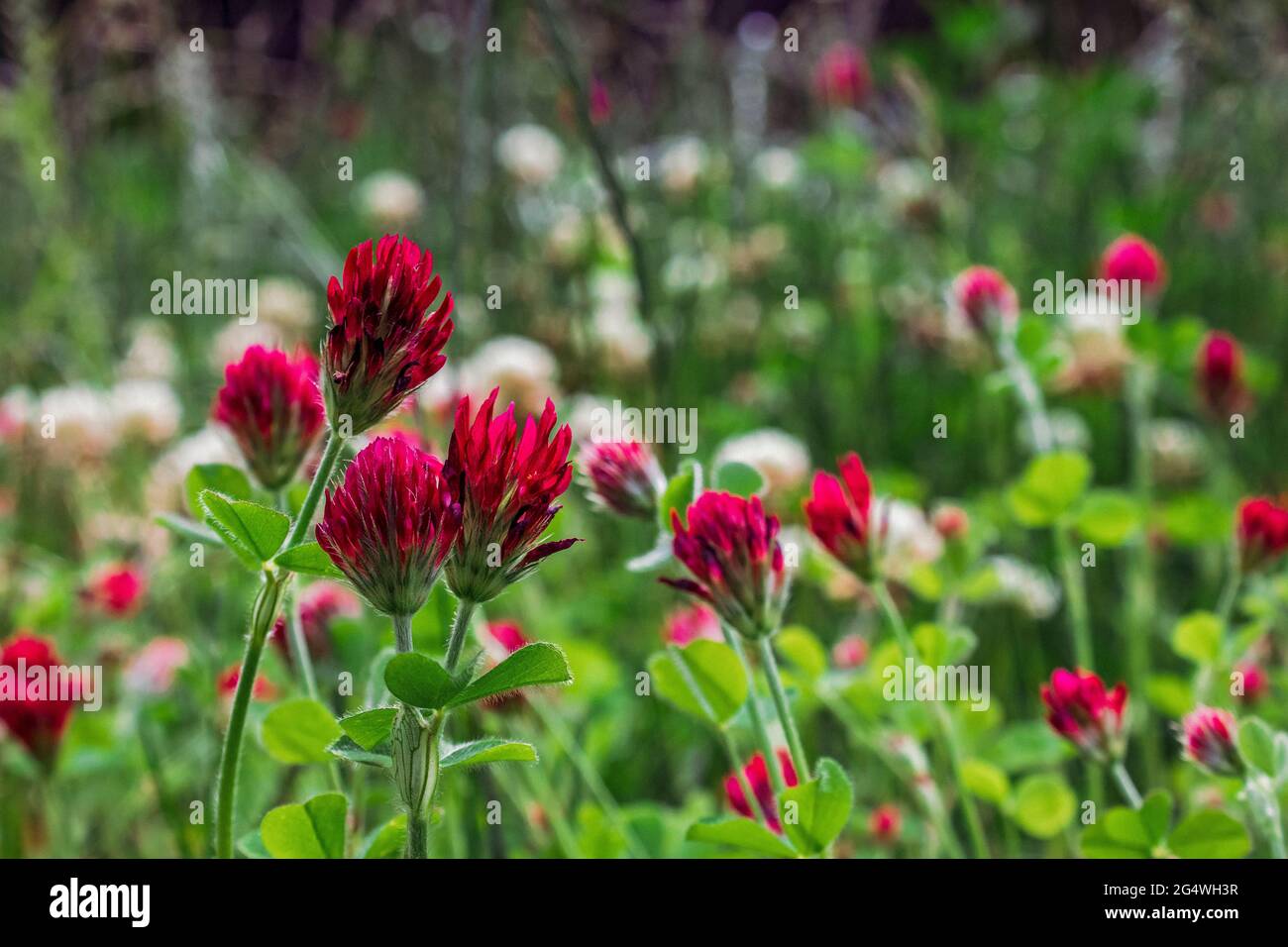Le trèfle cramoisi fleurit au soleil d'été Banque D'Images