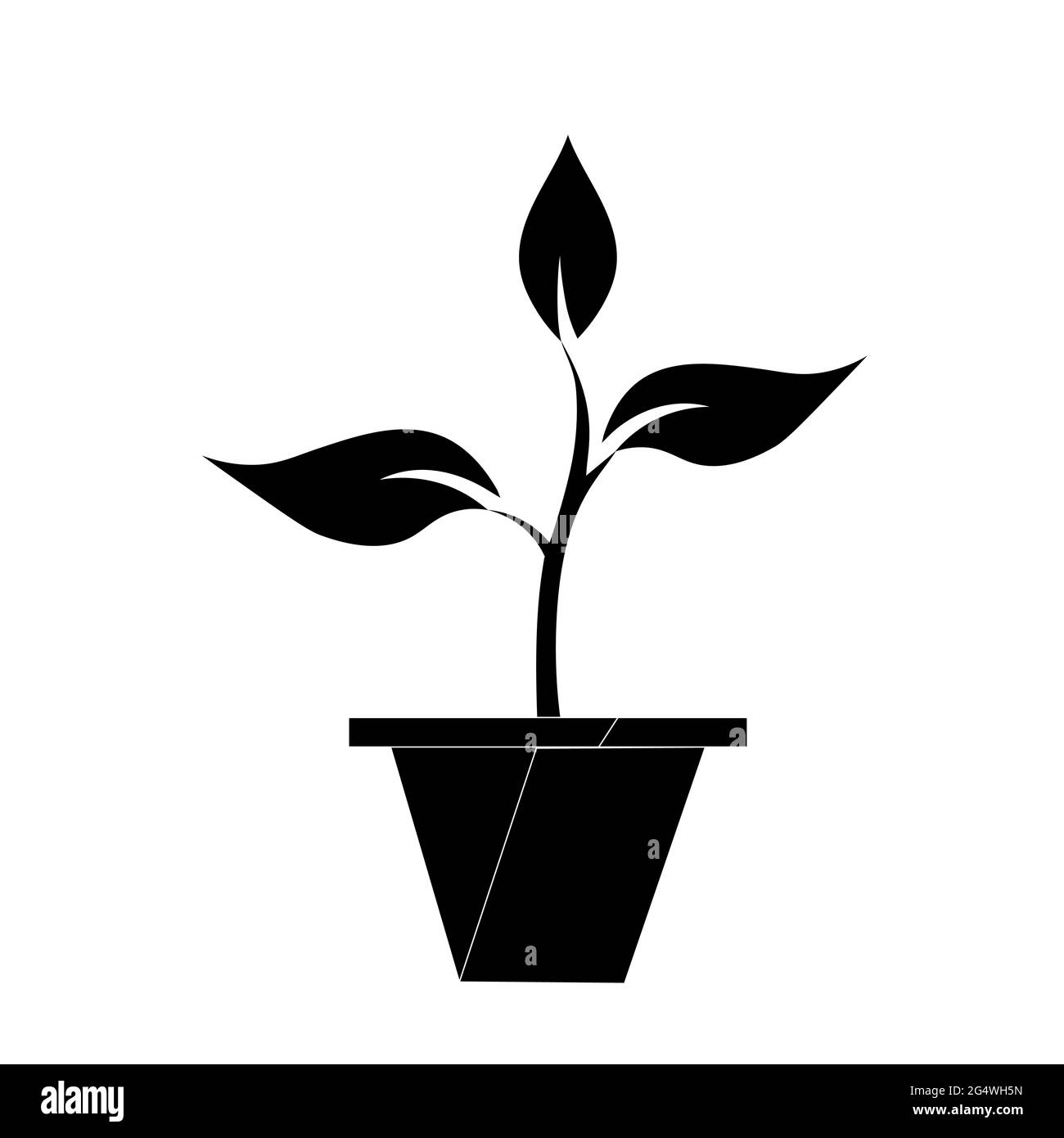 Sur le terrain, d'un arbrisseau arbrisseau plante verte de plus en plus avec 3 feuilles en noir et blanc Banque D'Images