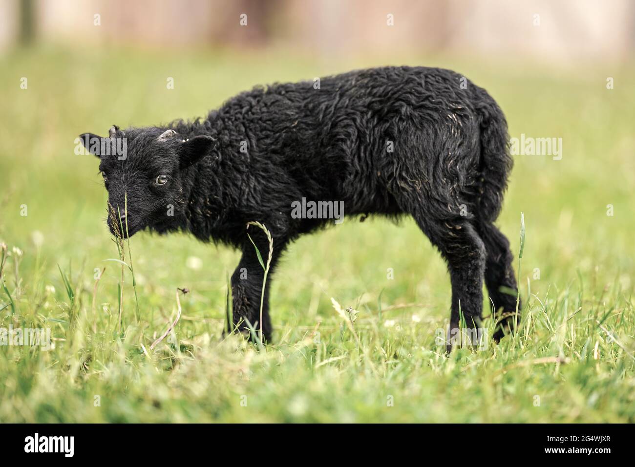 Petit agneau ouessant (ou Ushant) noir sur l'herbe de printemps verte, vue latérale Banque D'Images