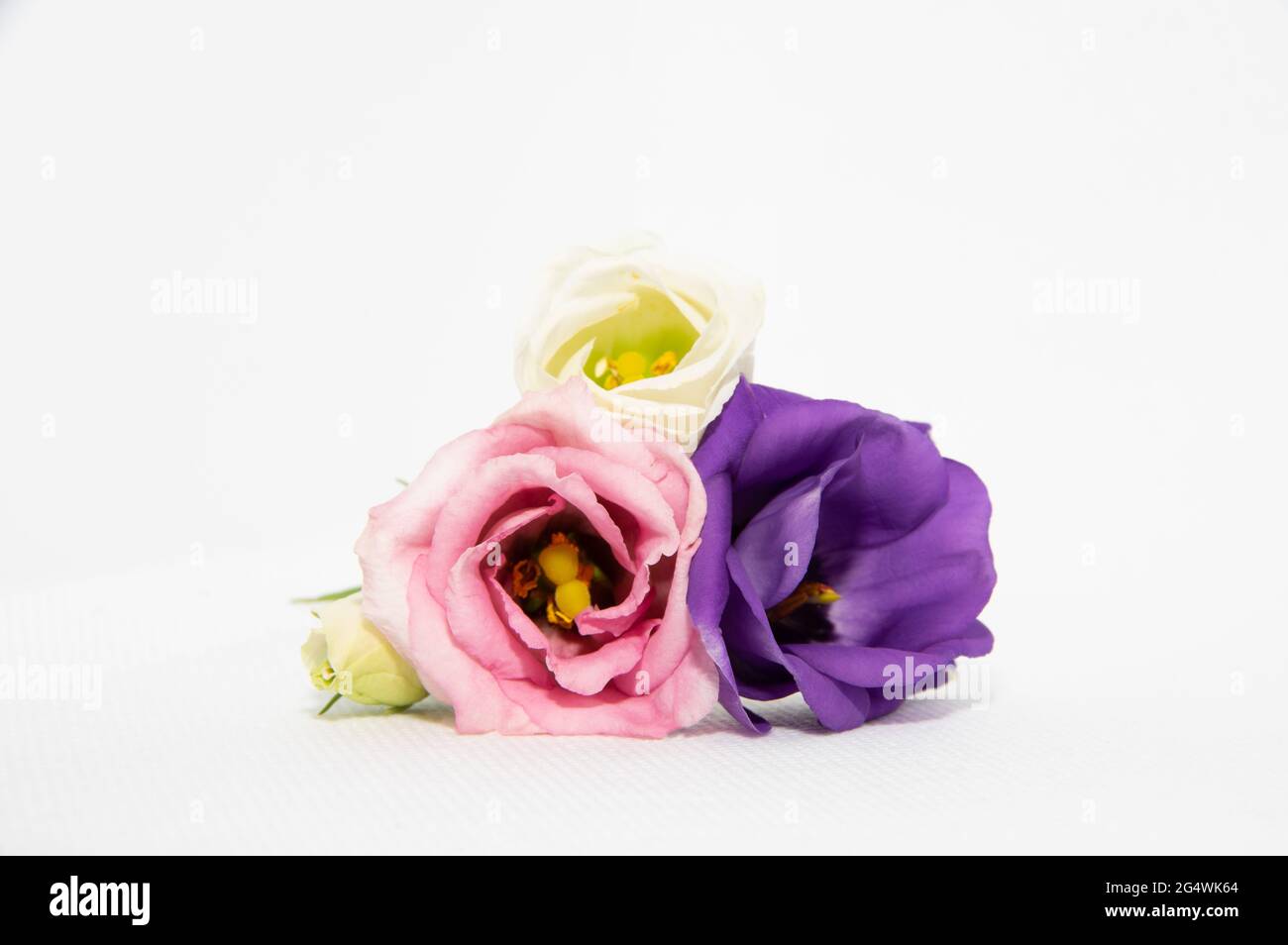 Un petit bouquet d'eustoma fleurit sur fond blanc Banque D'Images