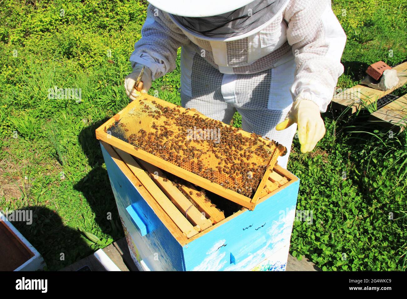 Apiculteur qui tend vers leurs abeilles Banque D'Images