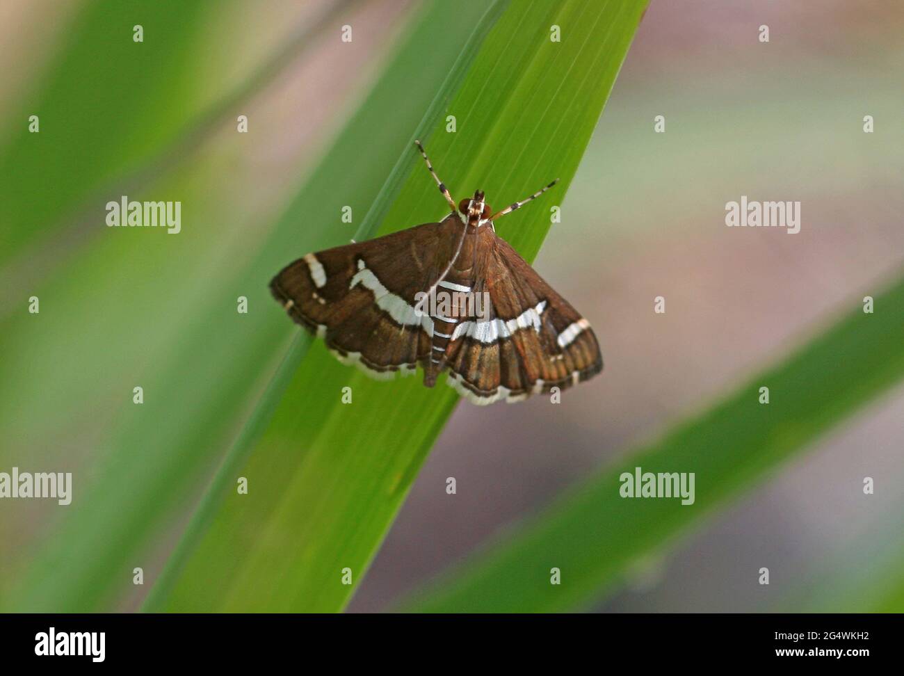 Beet Webworm (Spoladea recurvalis) adulte au repos sur la végétation au sud-est du Queensland, en Australie Décembre Banque D'Images