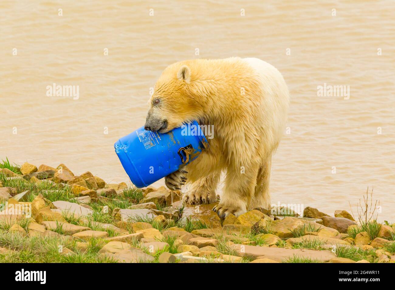 Ours polaire (Ursus maritimus) Ours polaire avec un contenant en plastique ( pollution par les Envirométaux Photo Stock - Alamy