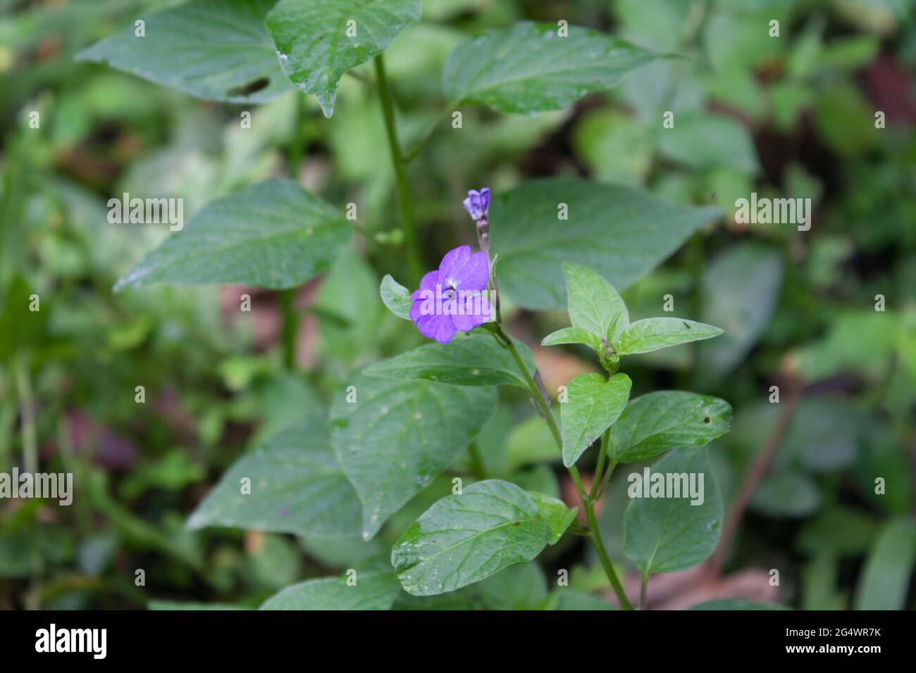 Gros plan d'une fleur Amethyst violette avec des feuilles vertes sur un arrière-plan flou Banque D'Images