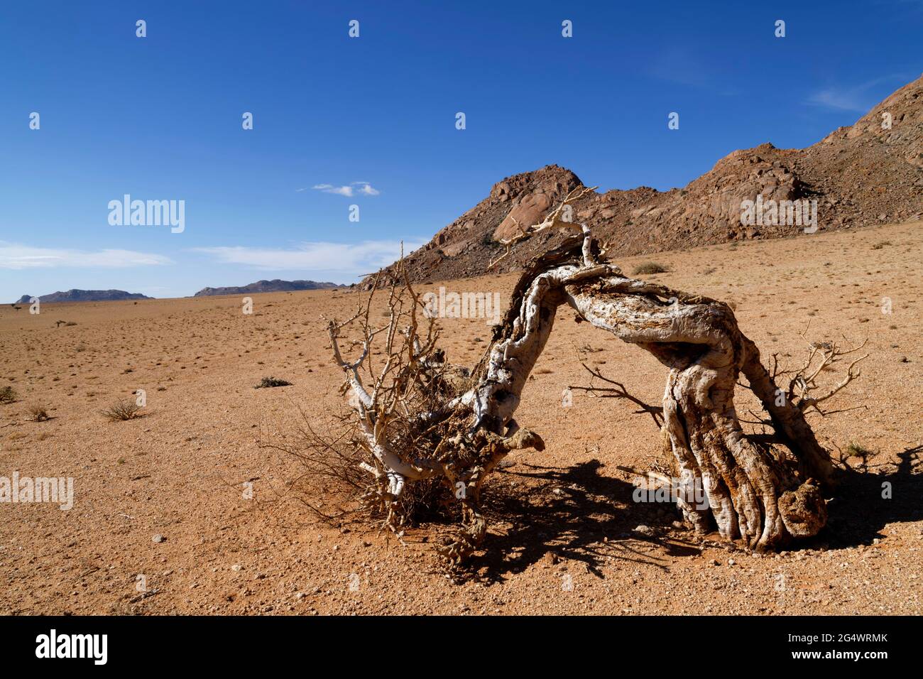 Klein-Aus Vista Lodge près d'Aus : arbre mort au bord du désert du Namib, région de Karas, Namibie Banque D'Images