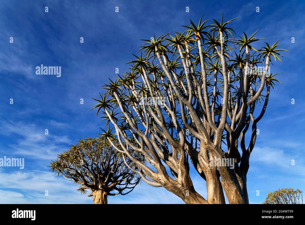 Forêt d'arbres de quiver sur la ferme de Gariganus à l'est de Keetmanshoop : couronne d'arbres de quiver (Aloe dichotoma), région de Karas, Namibie Banque D'Images