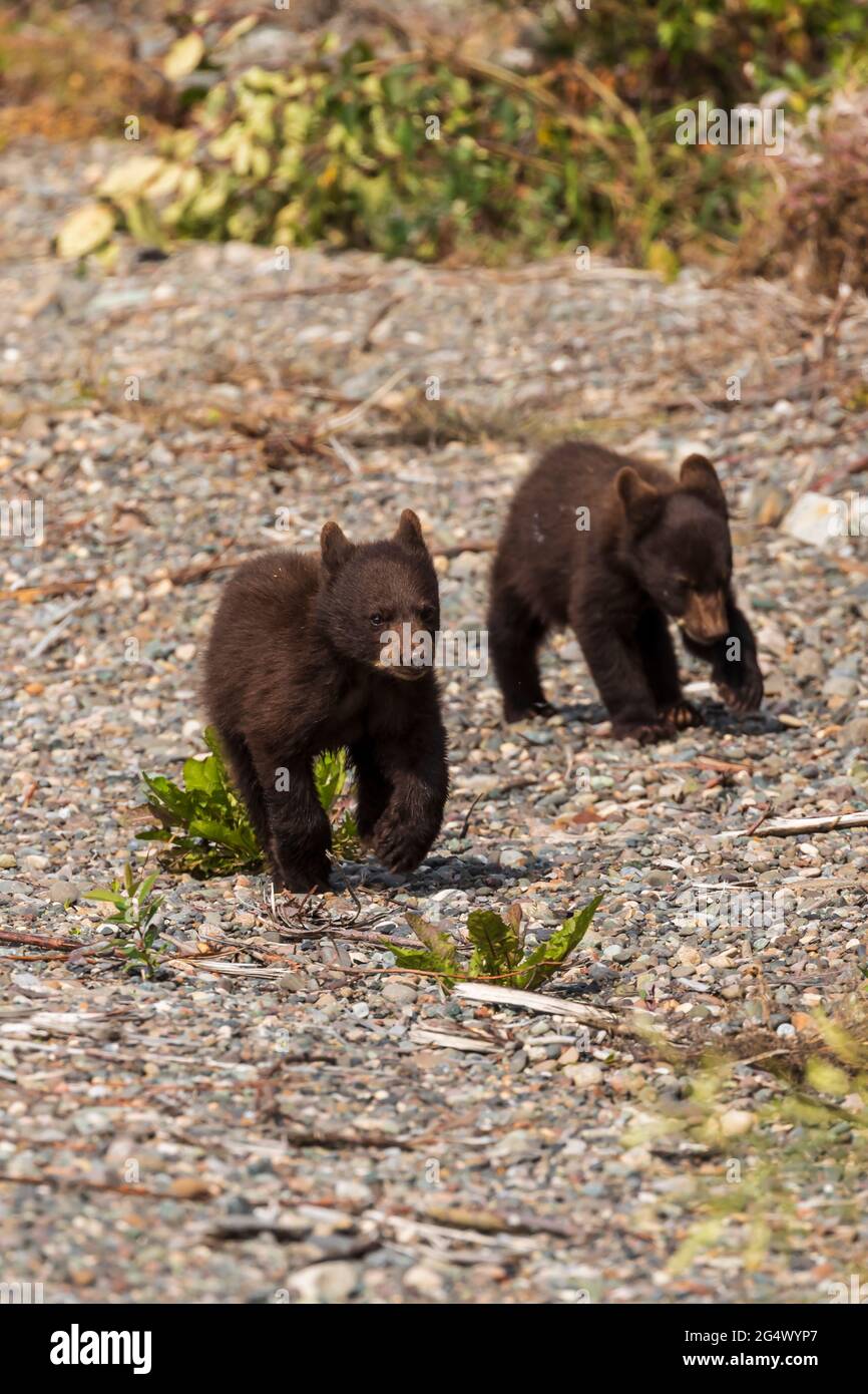 Ours noir (Ursus americanus) femelle et trois petits le long de la route de l'Alaska Banque D'Images