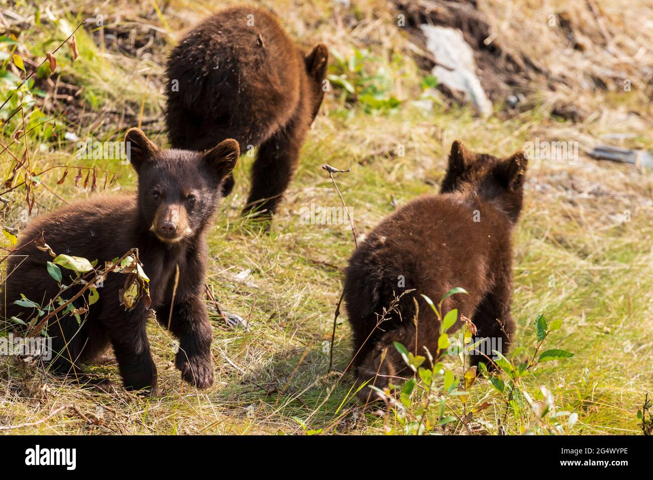 Ours noir (Ursus americanus) femelle et trois petits le long de la route de l'Alaska Banque D'Images