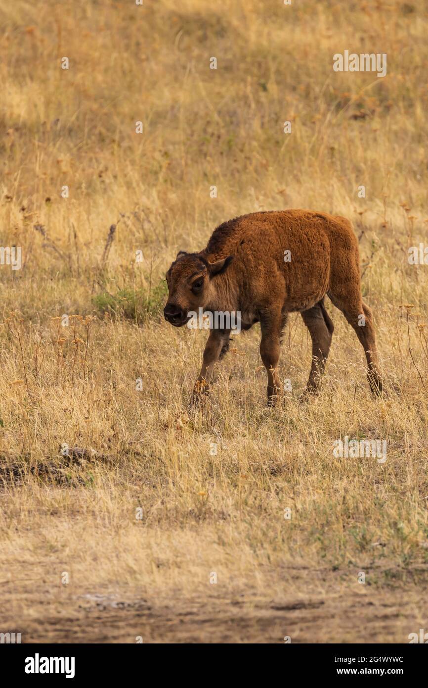 Bison (Bison bison) veau dans la National Bison Range, Montana Banque D'Images