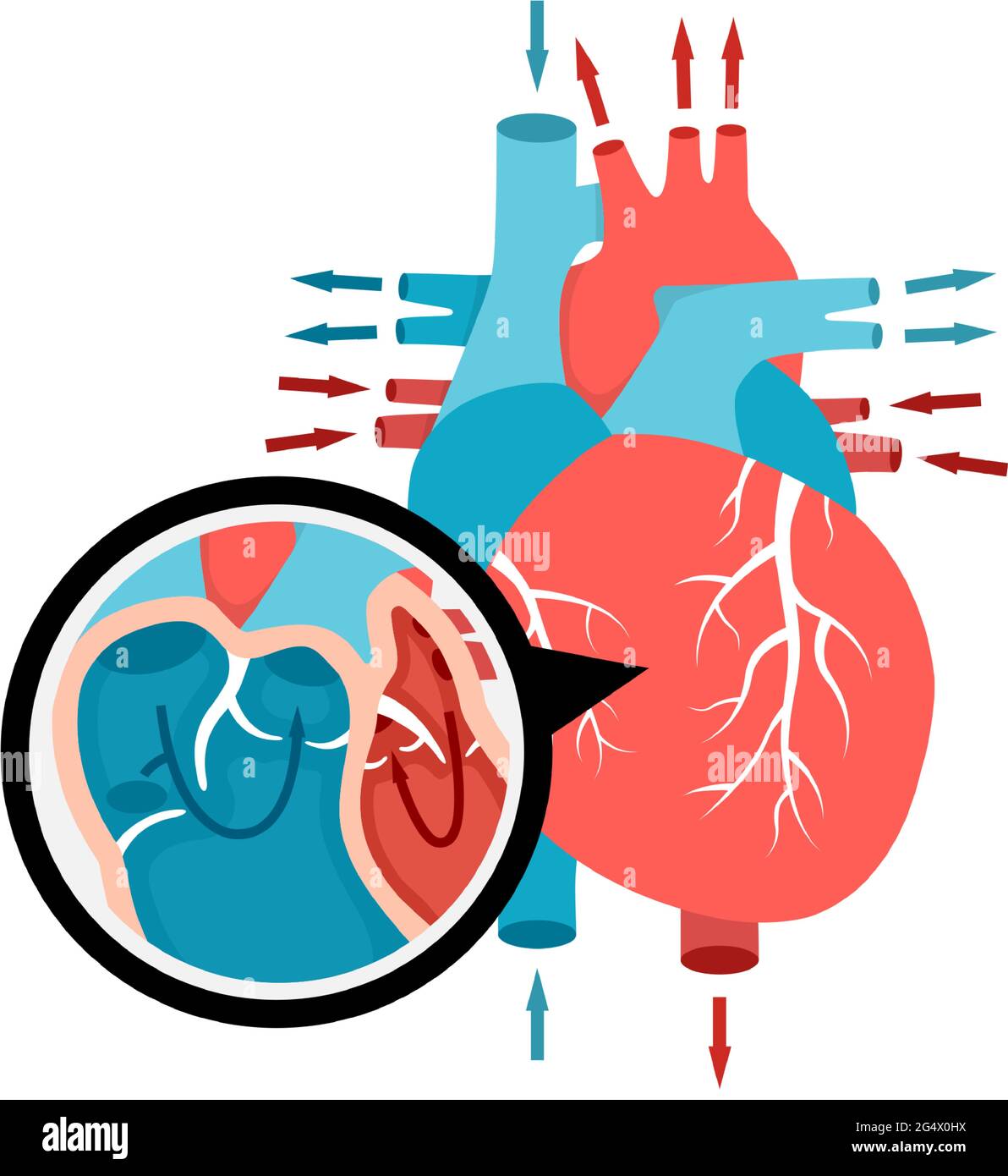 Gros plan de la circulation sanguine dans le cœur. Anatomie du cœur humain avec flux sanguin. Illustration de l'organe interne humain. Illustration de Vecteur