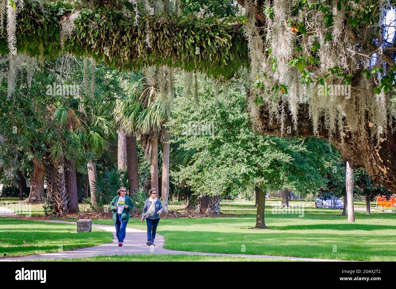 Les femmes traversent la plantation historique de chênes du parc de la ville de la Nouvelle-Orléans, le 14 novembre 2015, à la Nouvelle-Orléans, en Louisiane. Banque D'Images